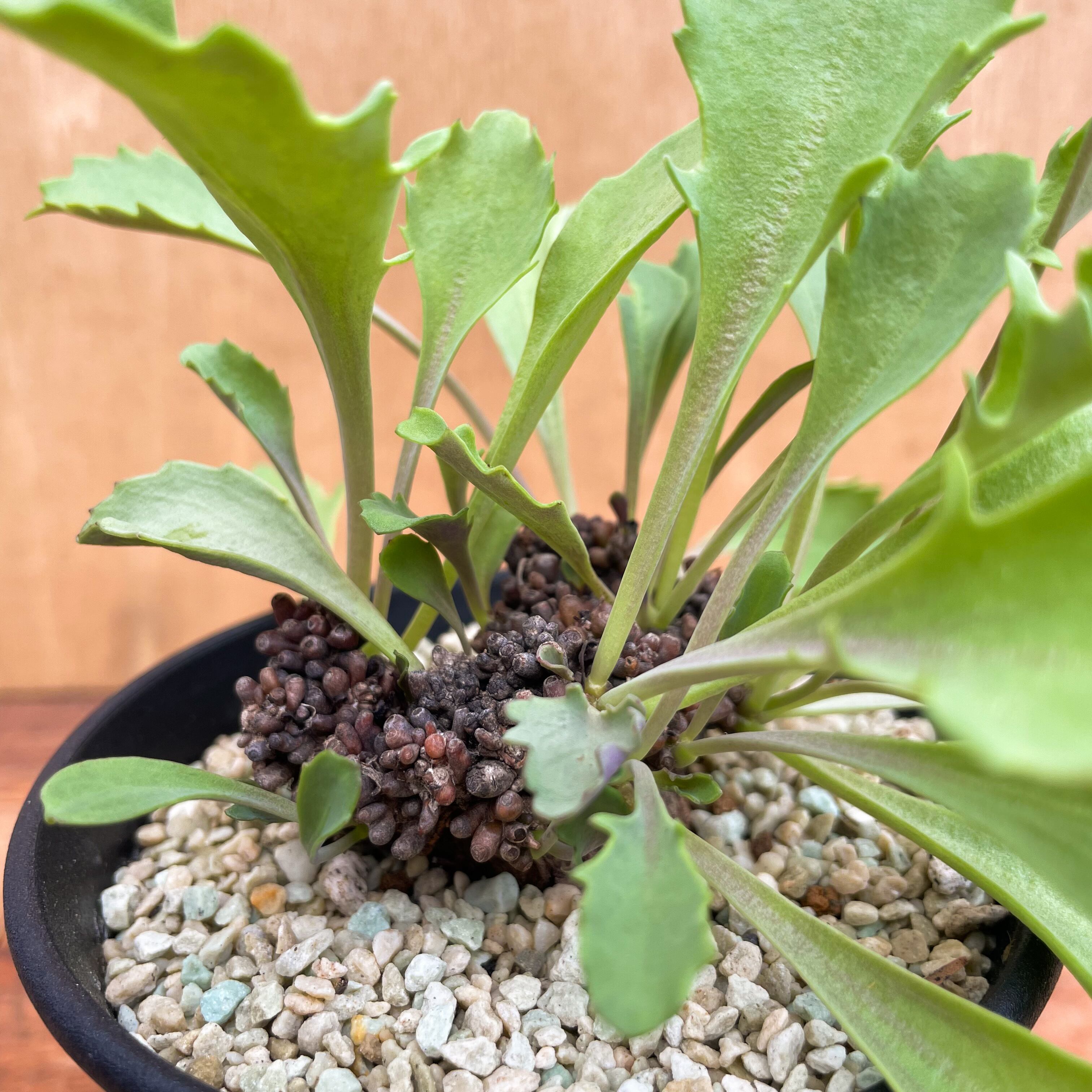 多肉植物　オトンナ　アルミアナ オトンナ・アルミアナ | 多肉植物・特別な鉢の販売 | トーキー | TOKY