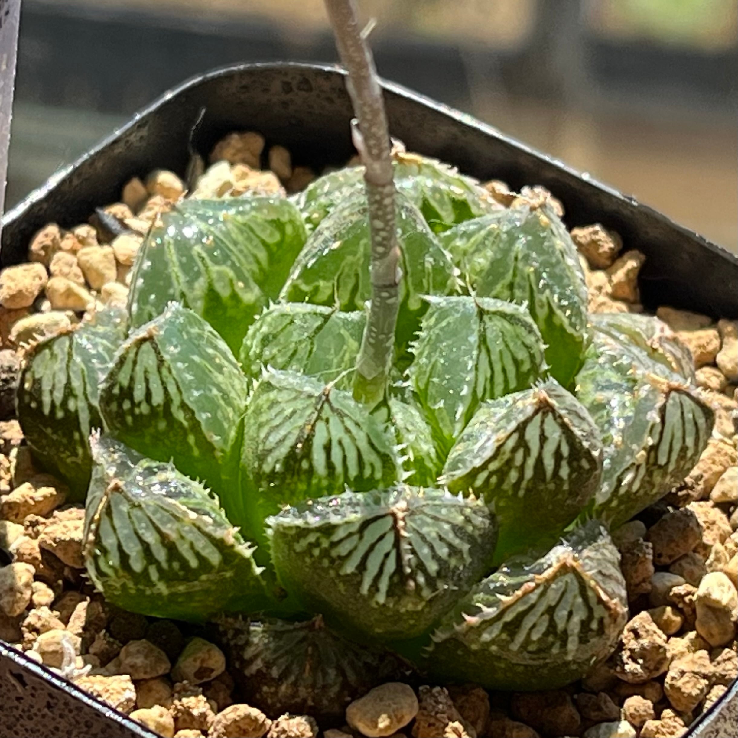 オブツーサ系 | mocono_plants