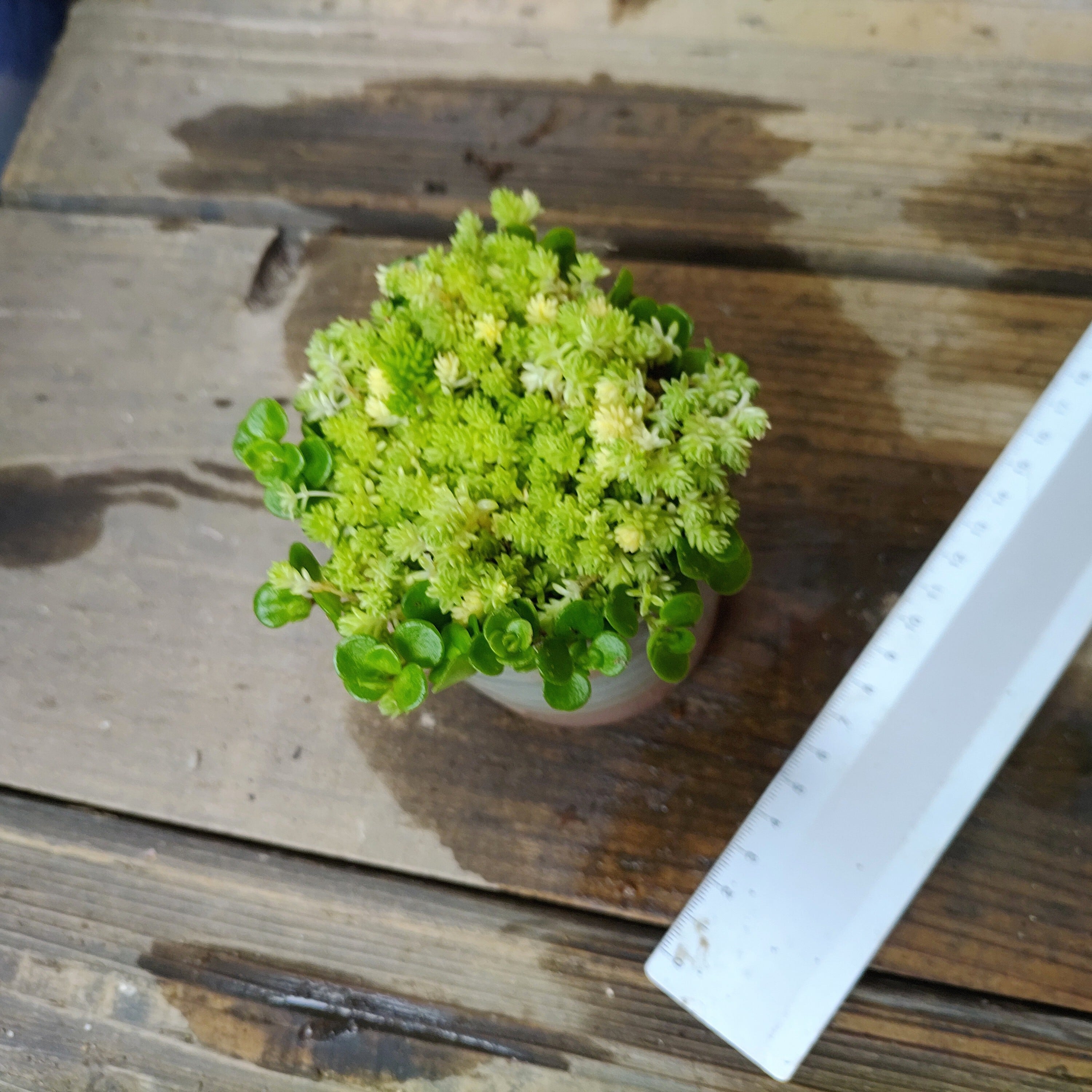 ミルクゥージとセダムの寄せ植え | RuPo 多肉植物専門店