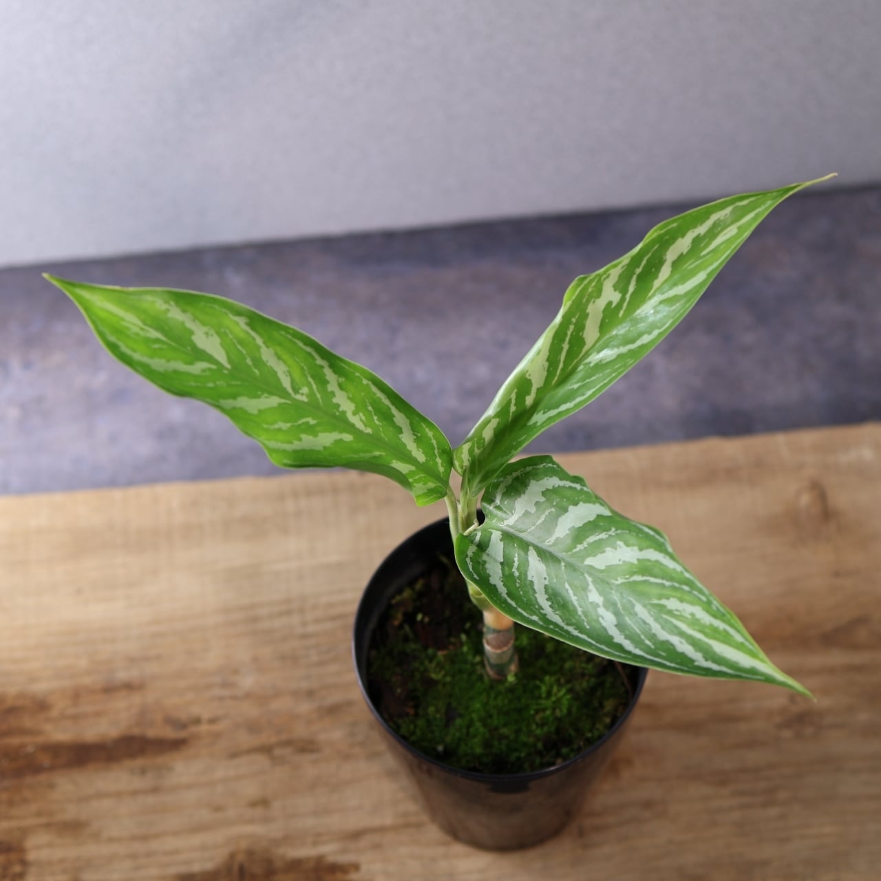 371 レオンが愛した『アグラオネマ カーティシー』観葉植物 【送料無料