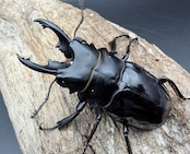 【WD】《ベリコサツヤクワガタ 72mm ペア》