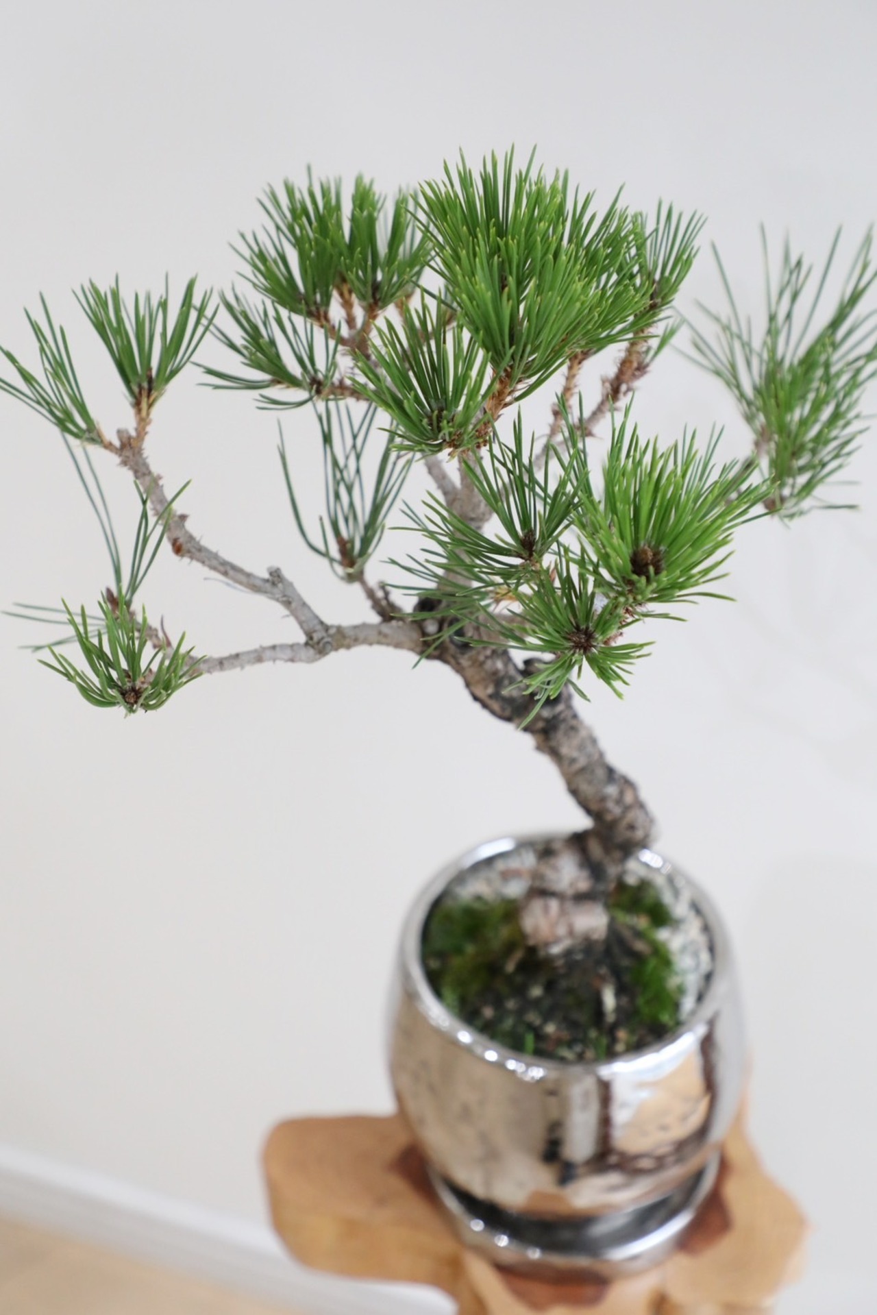 【M】黒松 盆栽/Japanese black pine bonsai 　※陶器鉢付き