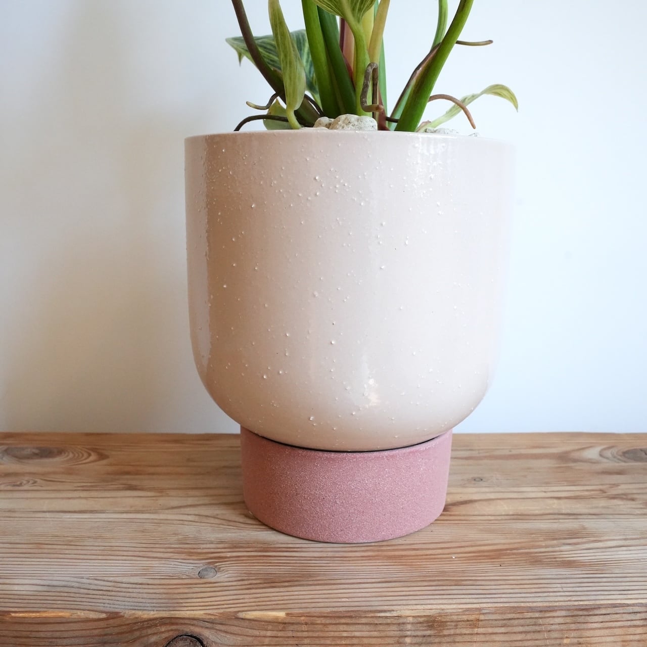 送料込み】観葉植物 フィロデンドロン バーキン 6号サイズ 陶器鉢 | 草陽香
