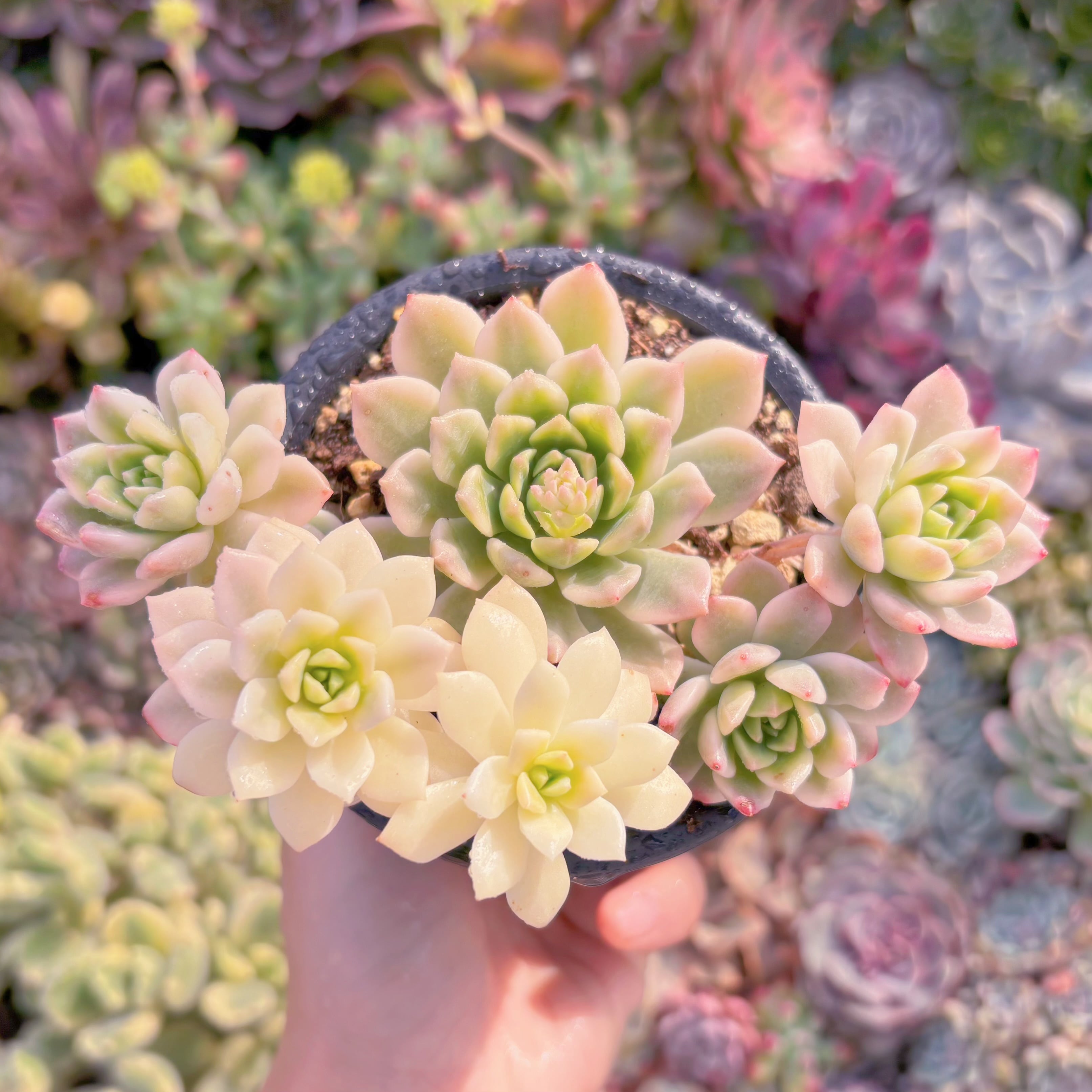 現品　マッコス錦#632　群生　るる農園