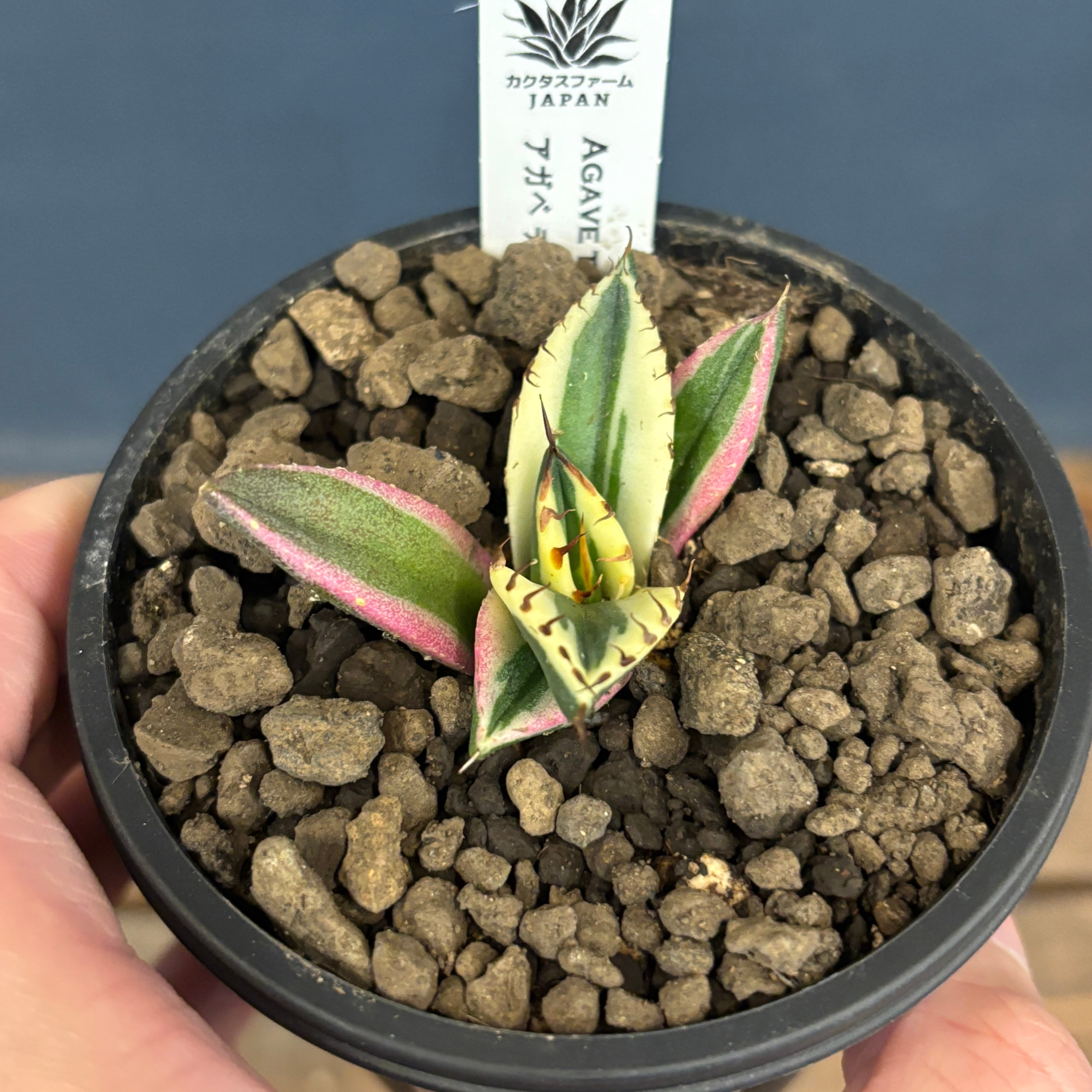 アガベ チタノタ 'Saber tooth tiger' 中斑 スナグルトゥース アガベ