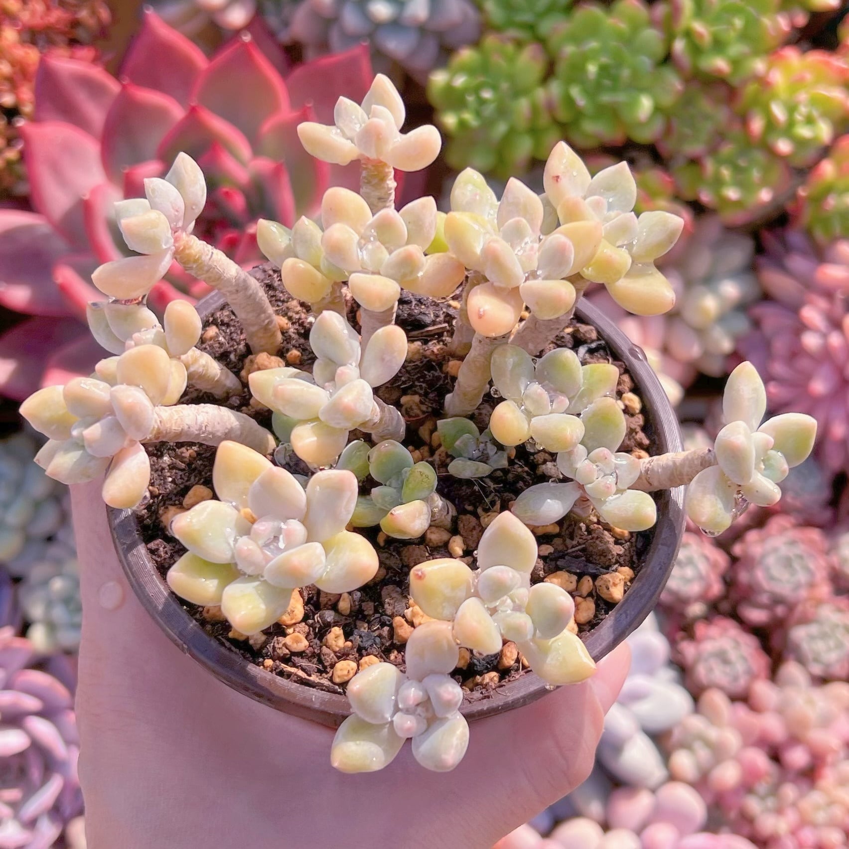 現品　ホワイトケーキ#007    大群生　新入荷