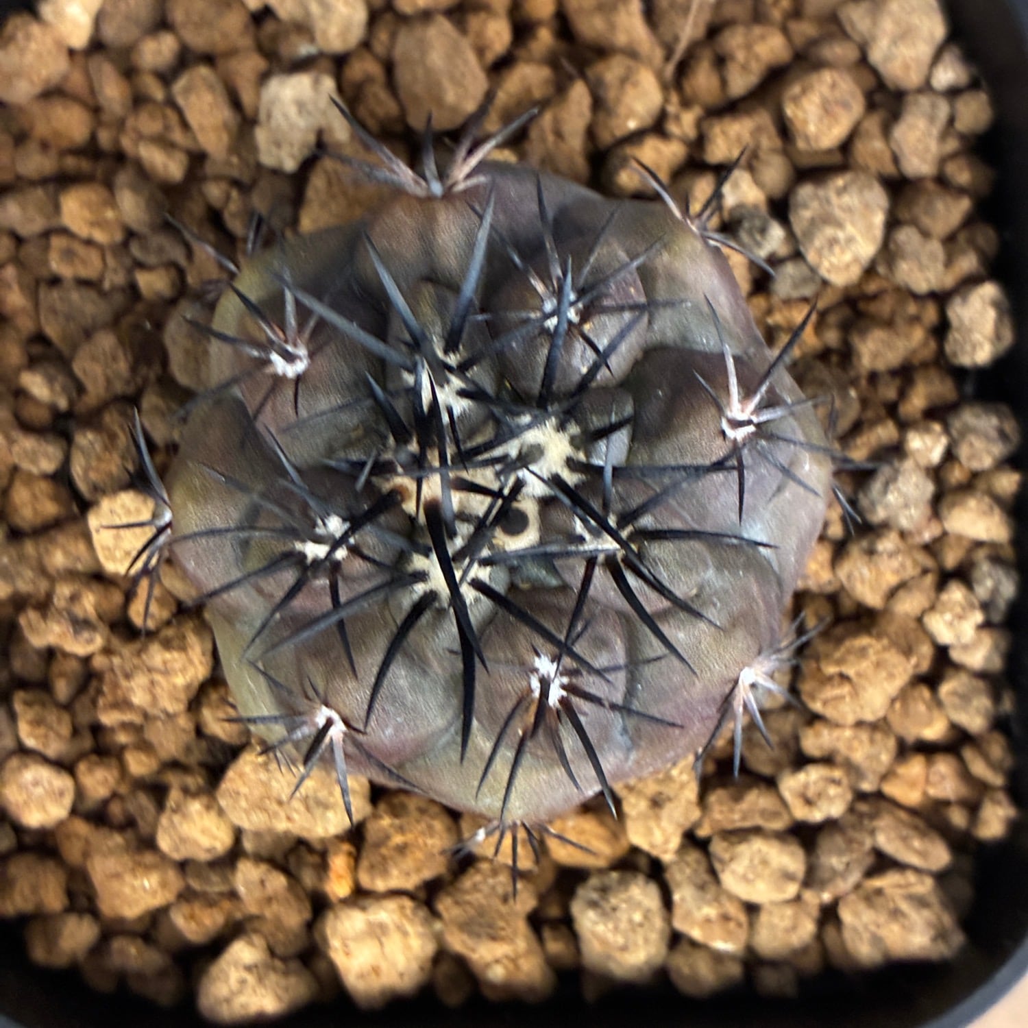Copiapoa】サボテン コピアポア デュラ 銅羅丸実生【174】 | PROTOLEAF