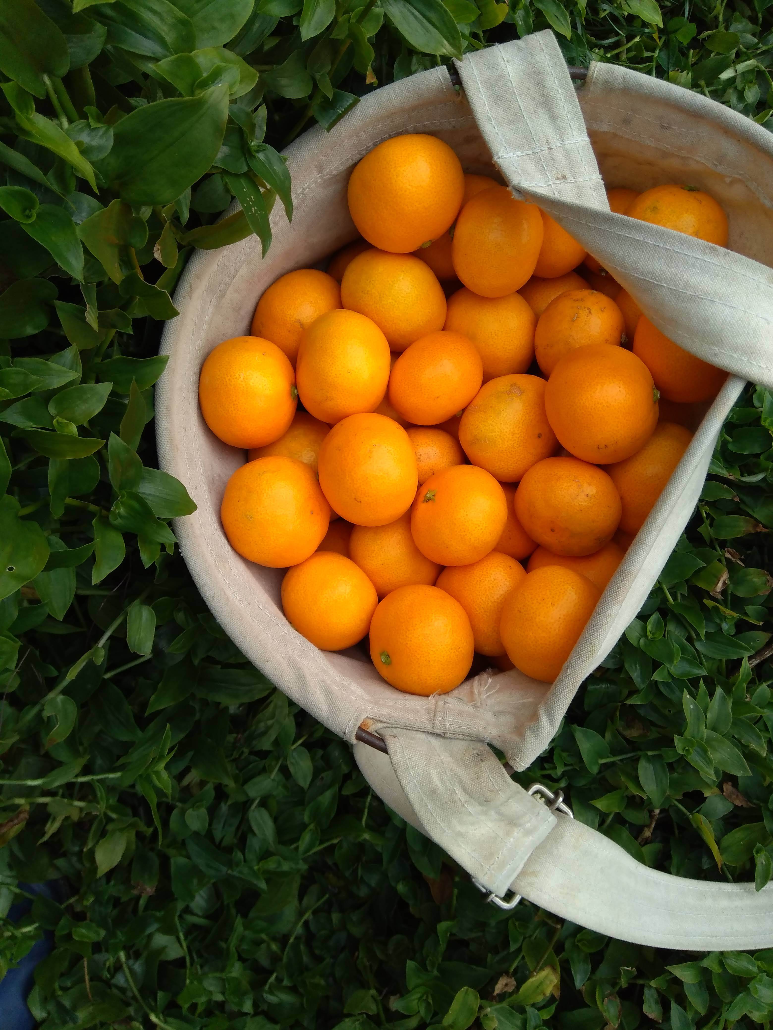 柑橘の教科書」+温州みかん 10kg | 柑橘ソムリエ公式オンラインショップ