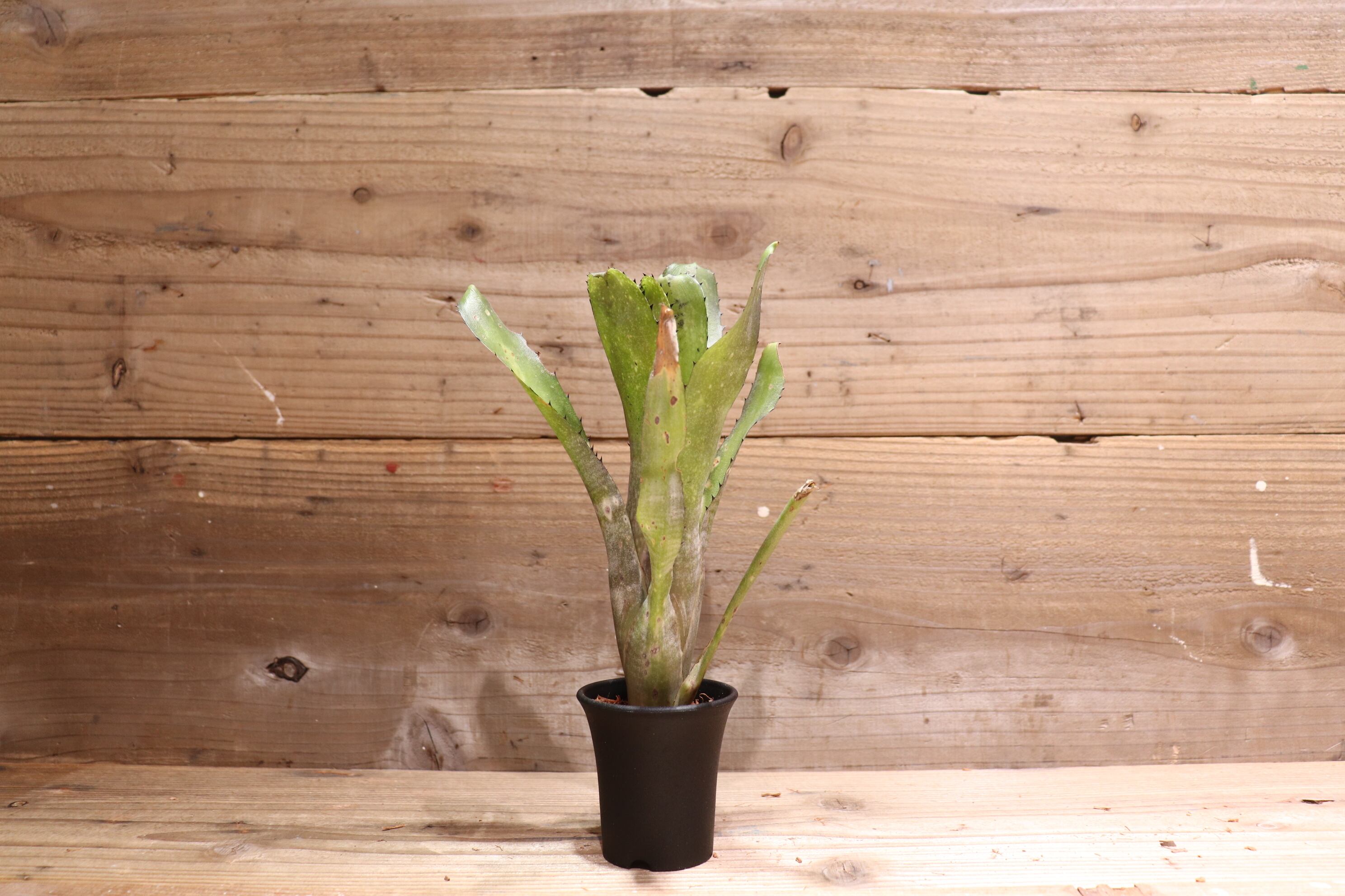 送料無料】 Billbergia 'Kahakai'〔ビルベルギア〕現品発送B0033