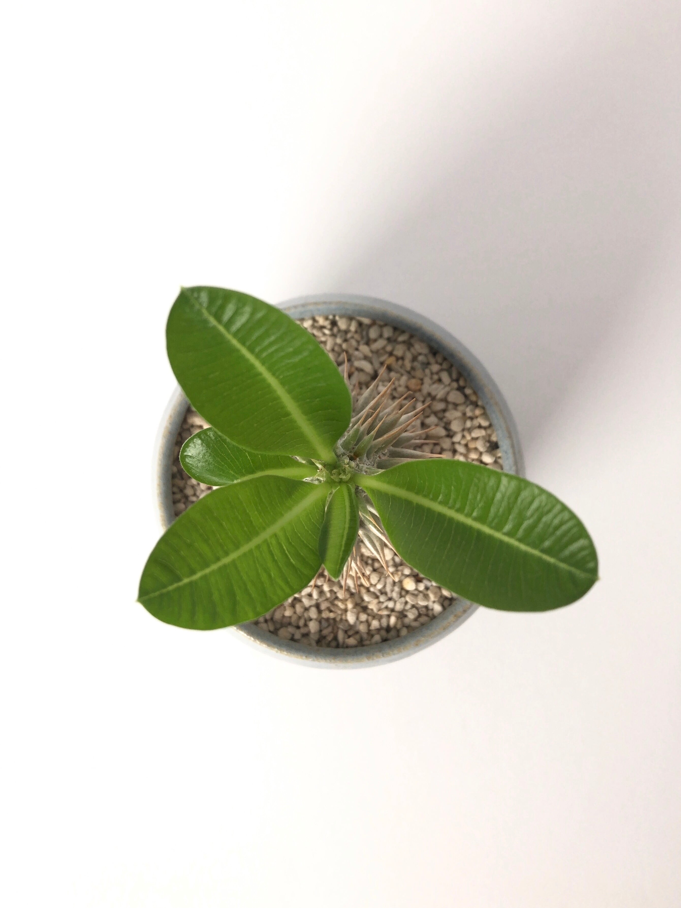 【早い者勝ち本日限り!!】 エブレネウム パキポディウム 現品 ポットごと発送 現地球】パキポディウム エブレネウム 5/3.4.5.6に開催するスーパー