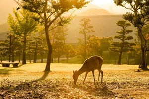 新米!奈良米 白米20kg|冷めても美味しい!奈良のヒノヒカリ 2025年 令和7年産