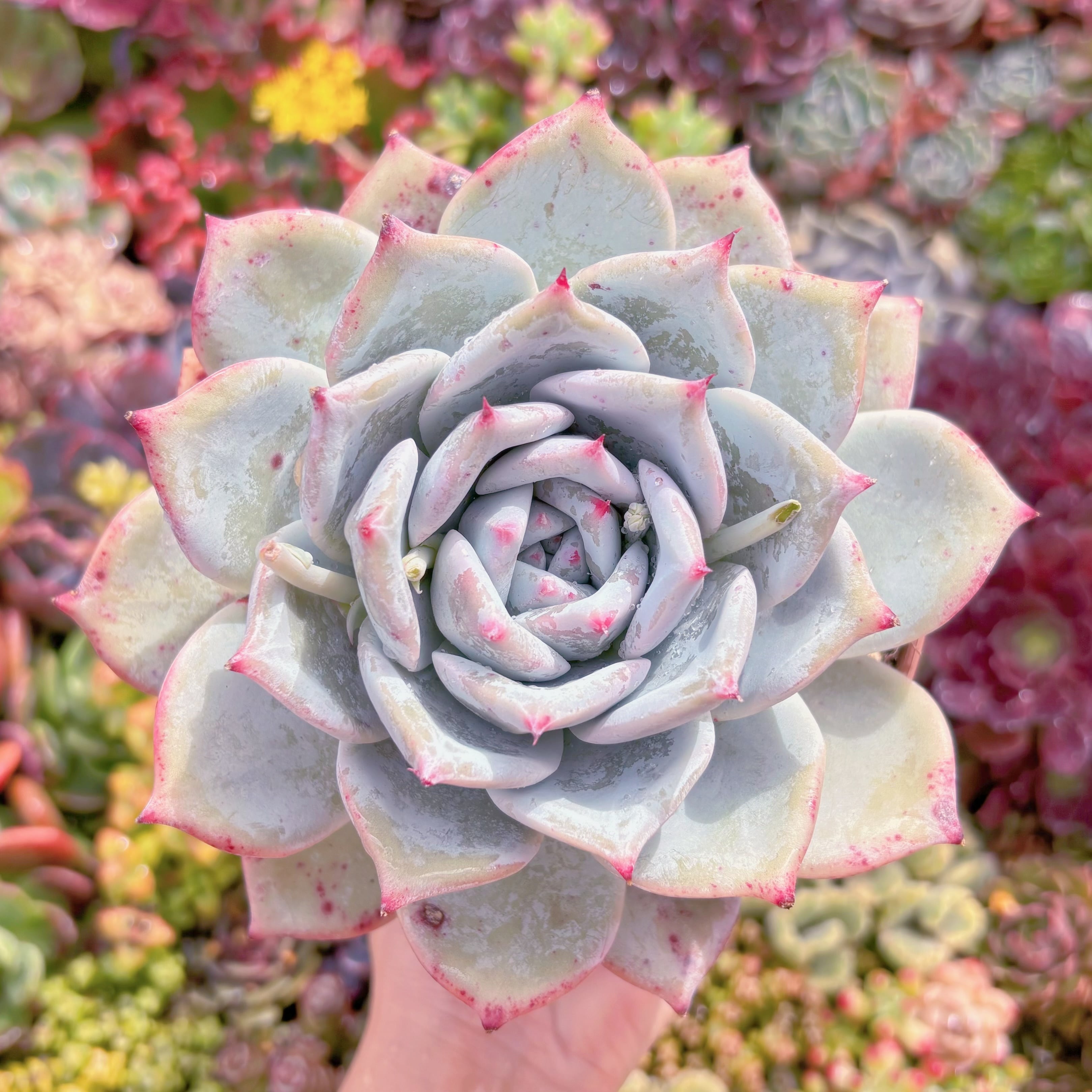 現品　ダイヤモンドコロラータ#K110　特大苗　在庫僅少　るる農園