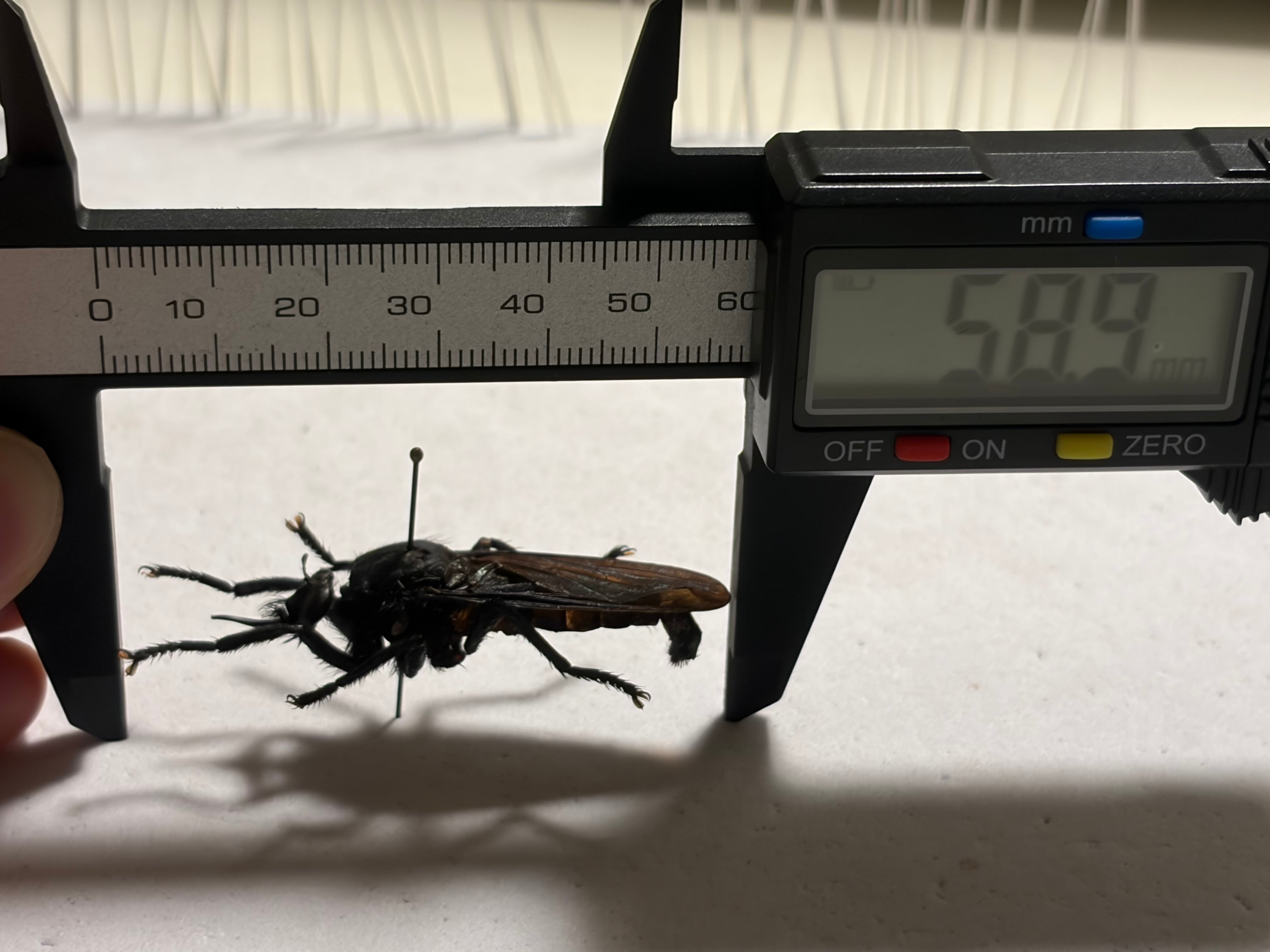 蠅最大級】ベルゼバブのようなムシヒキアブ科の一種 標本 メガララ