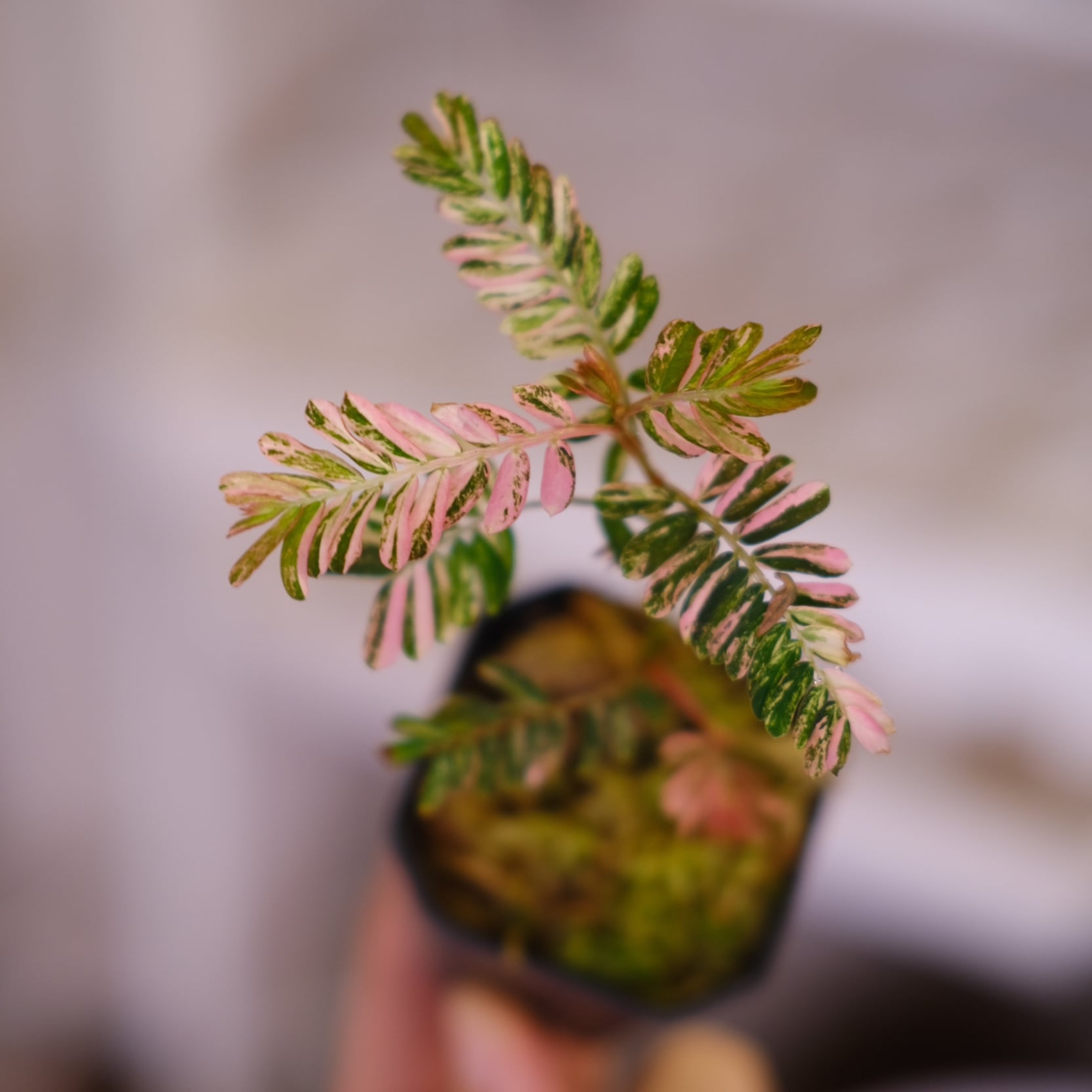 Phyllanthus urinaria 'Pink Variegated'⑤ / フィランサス