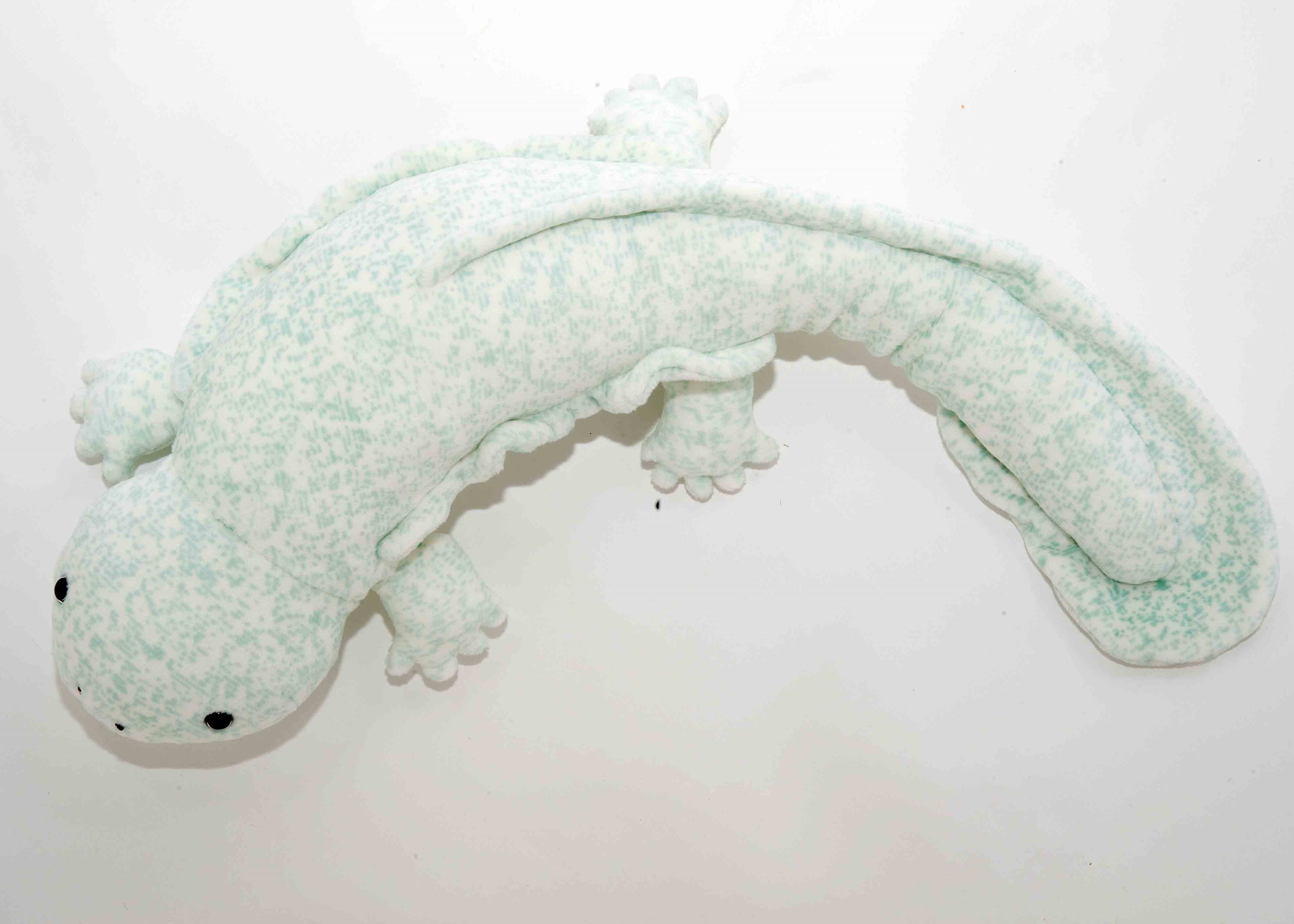 オオサンショウウオ 鴨川にオオサンショウウオ2(Giant salamander in Kamo River