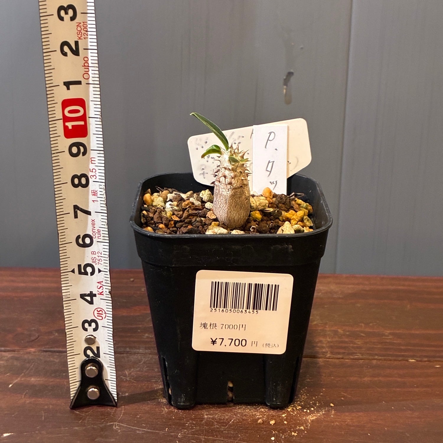 新着3日限定10%OFF】パキポディウム タッキー【1171】 | PROTOLEAF