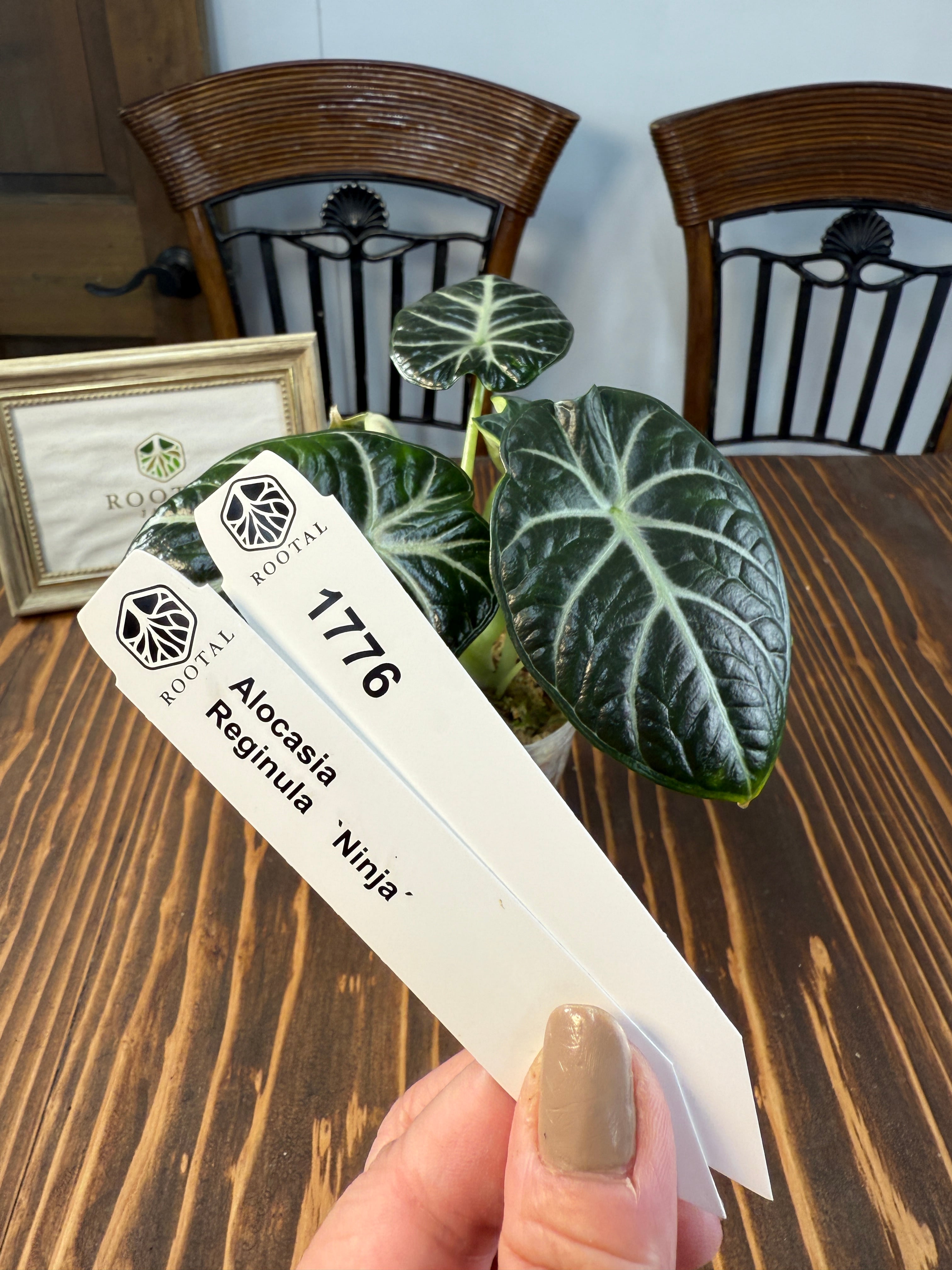 ★1776【妖艶な存在感】アロカシア レギヌラ ニンジャ(口径8㎝ポット)