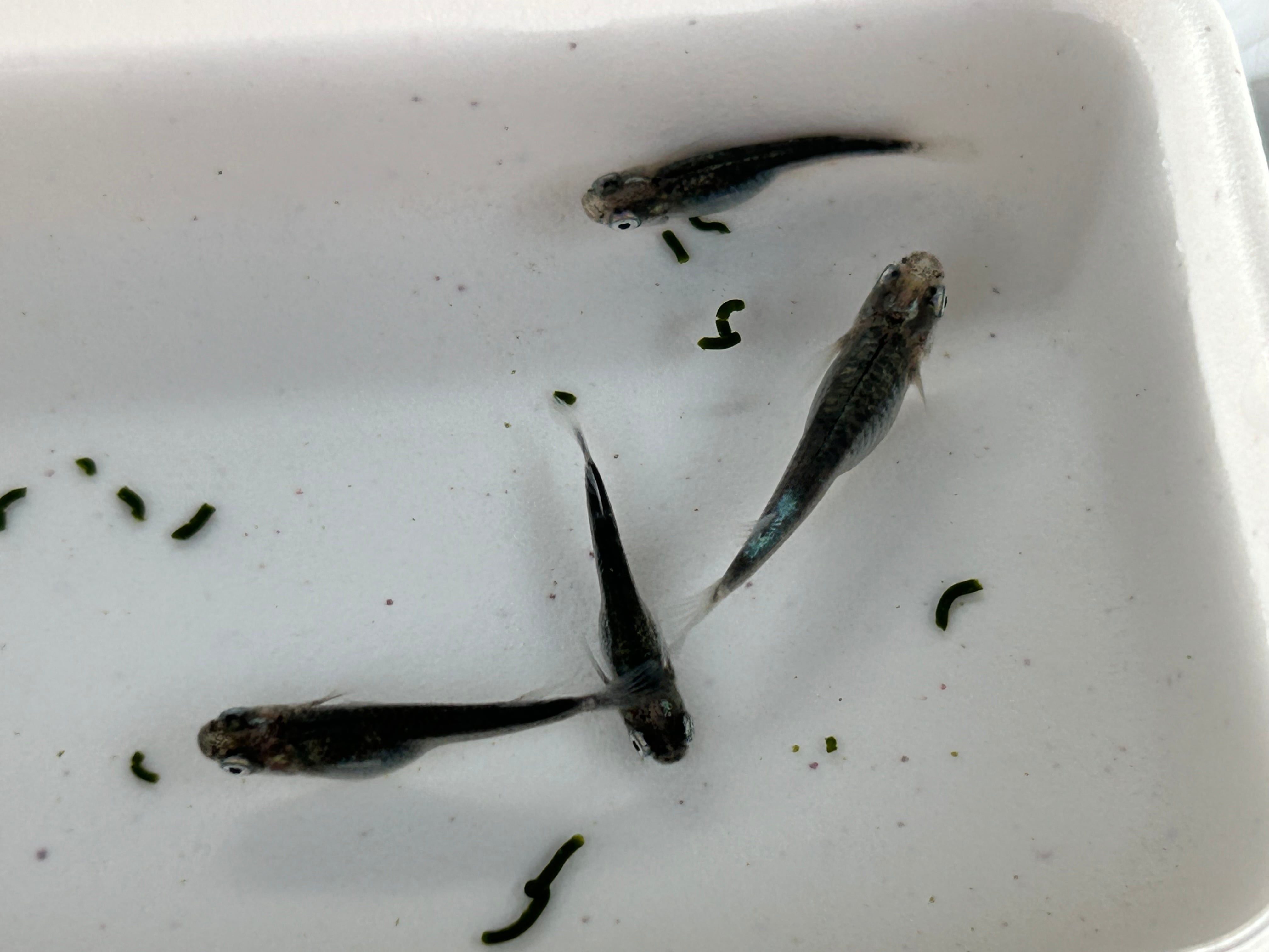 チャチャめだか直系極上】墨武1ペア（1匹おまけ） メダカ