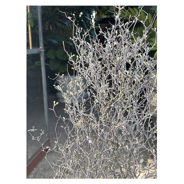 Corokia cotoneaster 'Little Prince'
