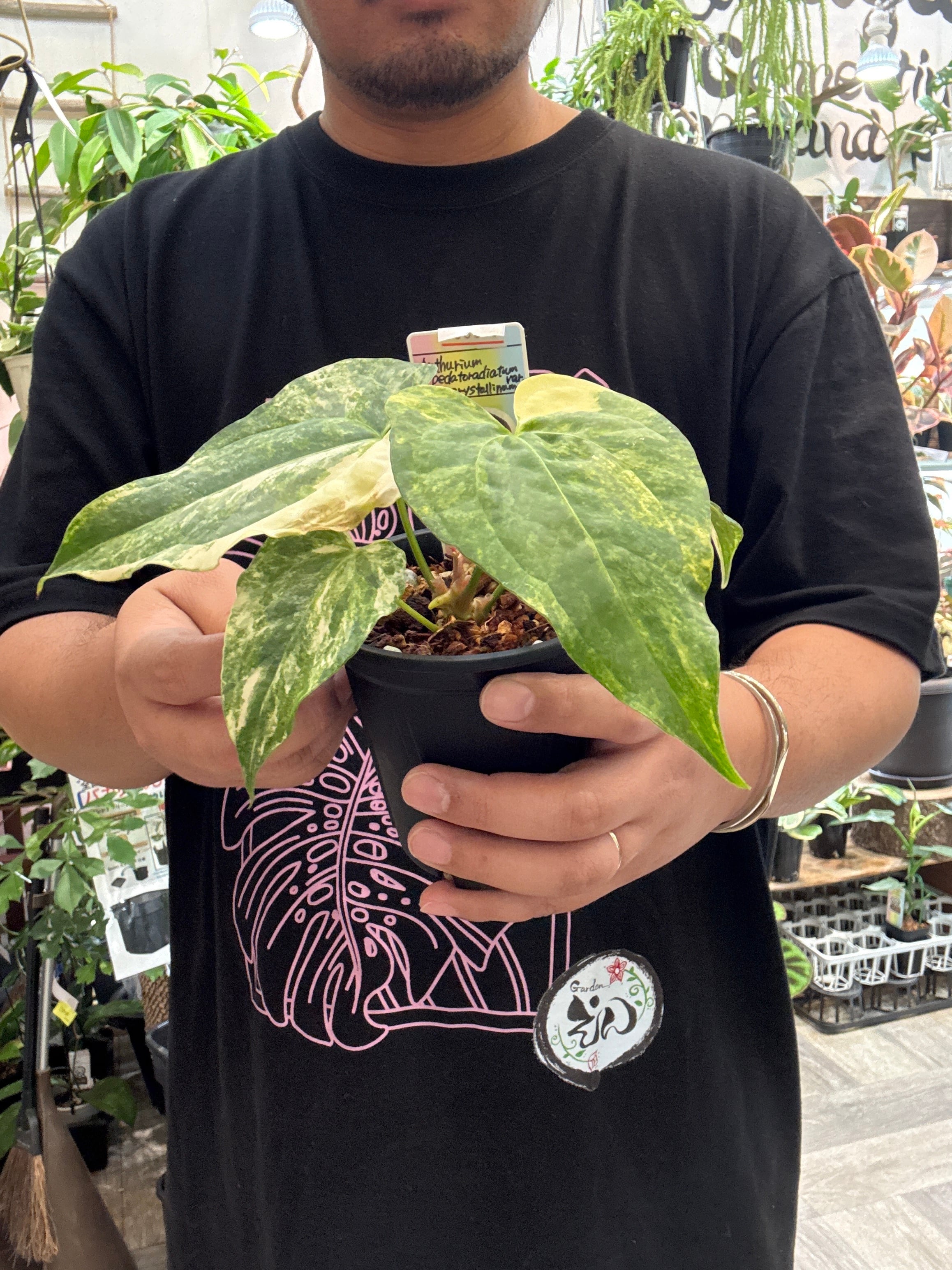 Anthurium Pedatoradiatum 'variegated' x crystallinum / ペダトラ