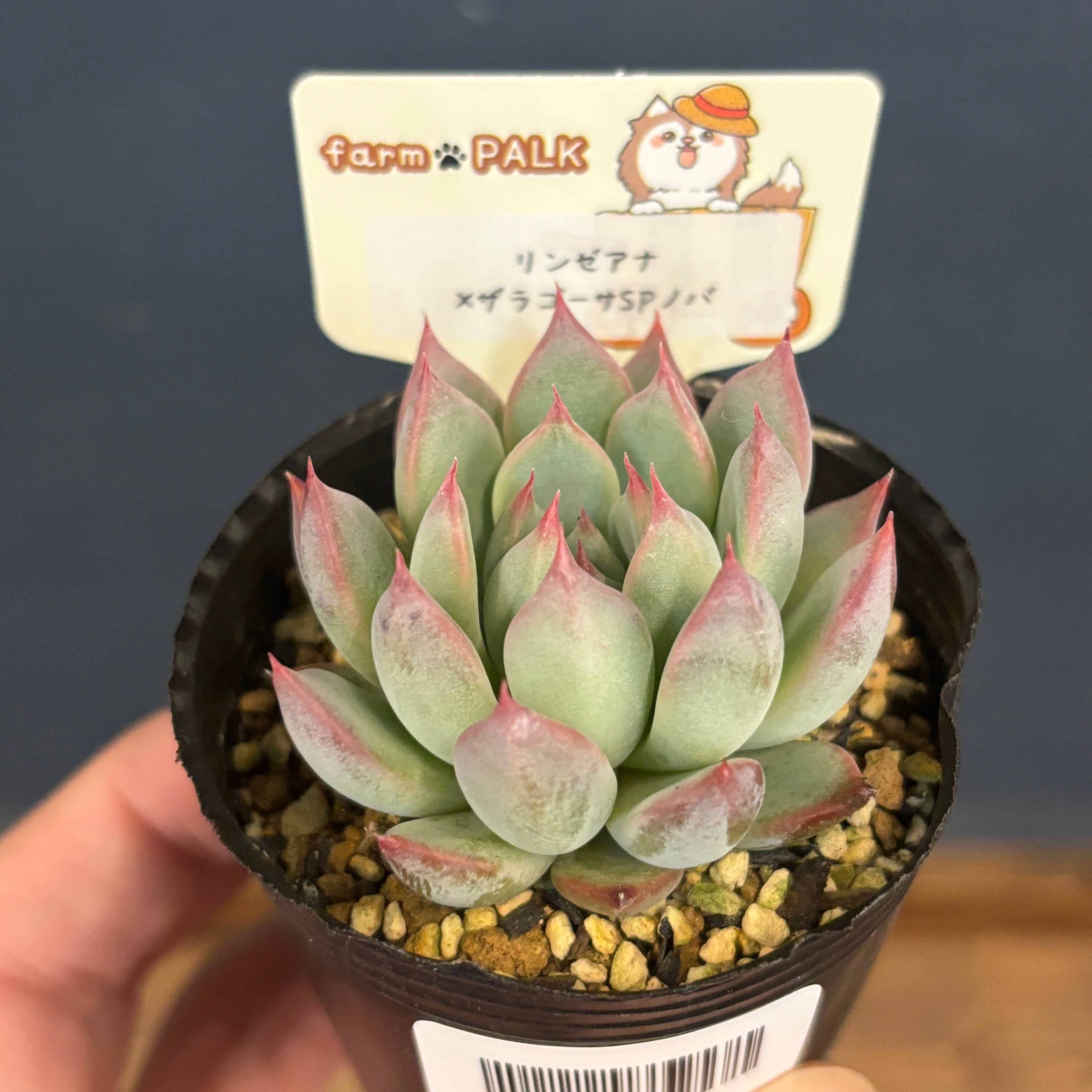 ♥️02 札落ち エケベリアsp／多肉植物 ♥️02 札落ち エケベリアsp