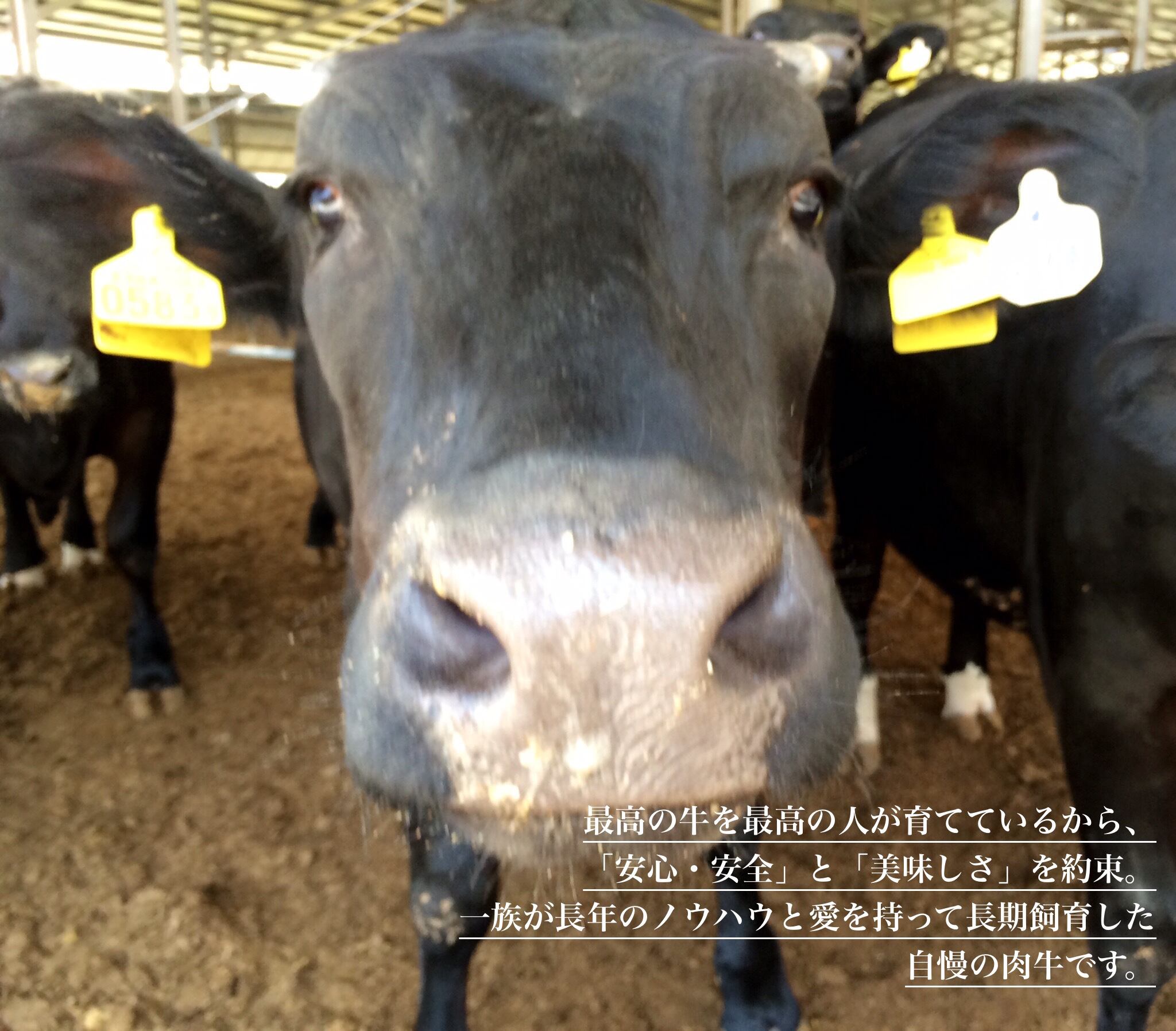 阿波黒牛 だいじろう のスライスセット 小結 3人前 4人前 阿波黒牛のオンラインショップ 北島藤原精肉店