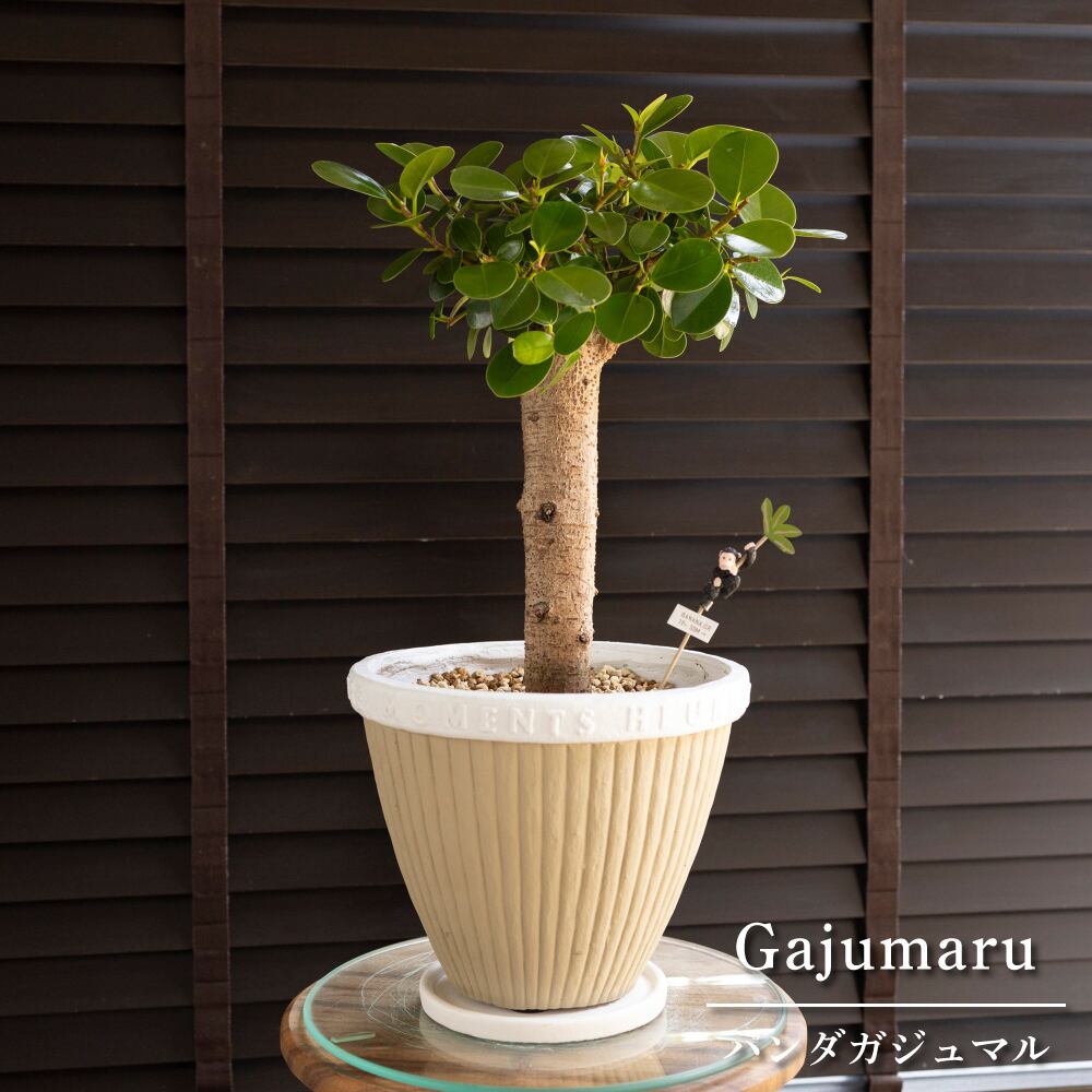パンダガジュマル 7号 セメント鉢 ピック付 観葉植物 ガジュマルの木