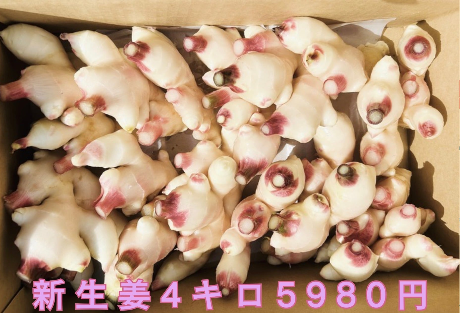 新しょうが 通販｜高知の清流！四万十川沿い新生姜ハウス「矢間生姜