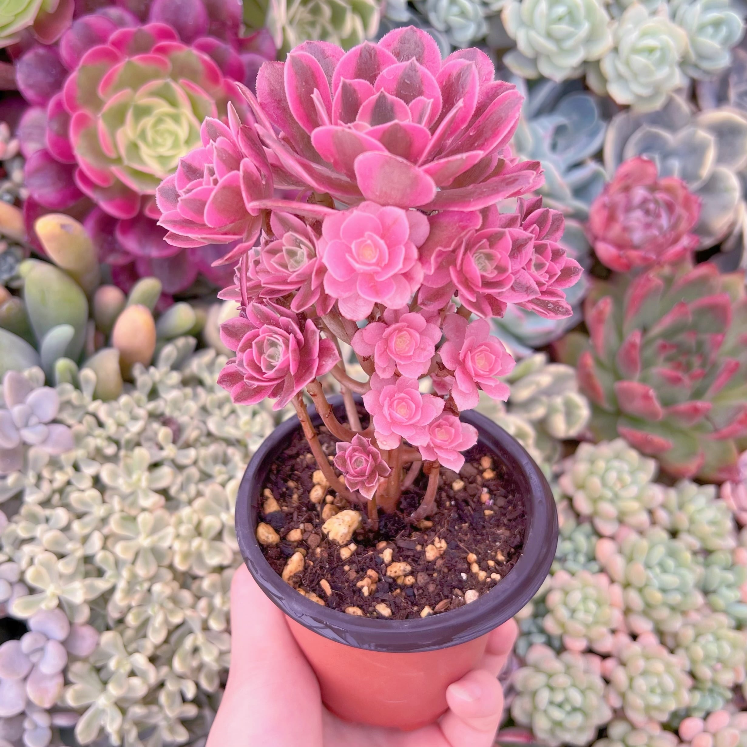 現品　アフラダイティ#920　群生　るる農園