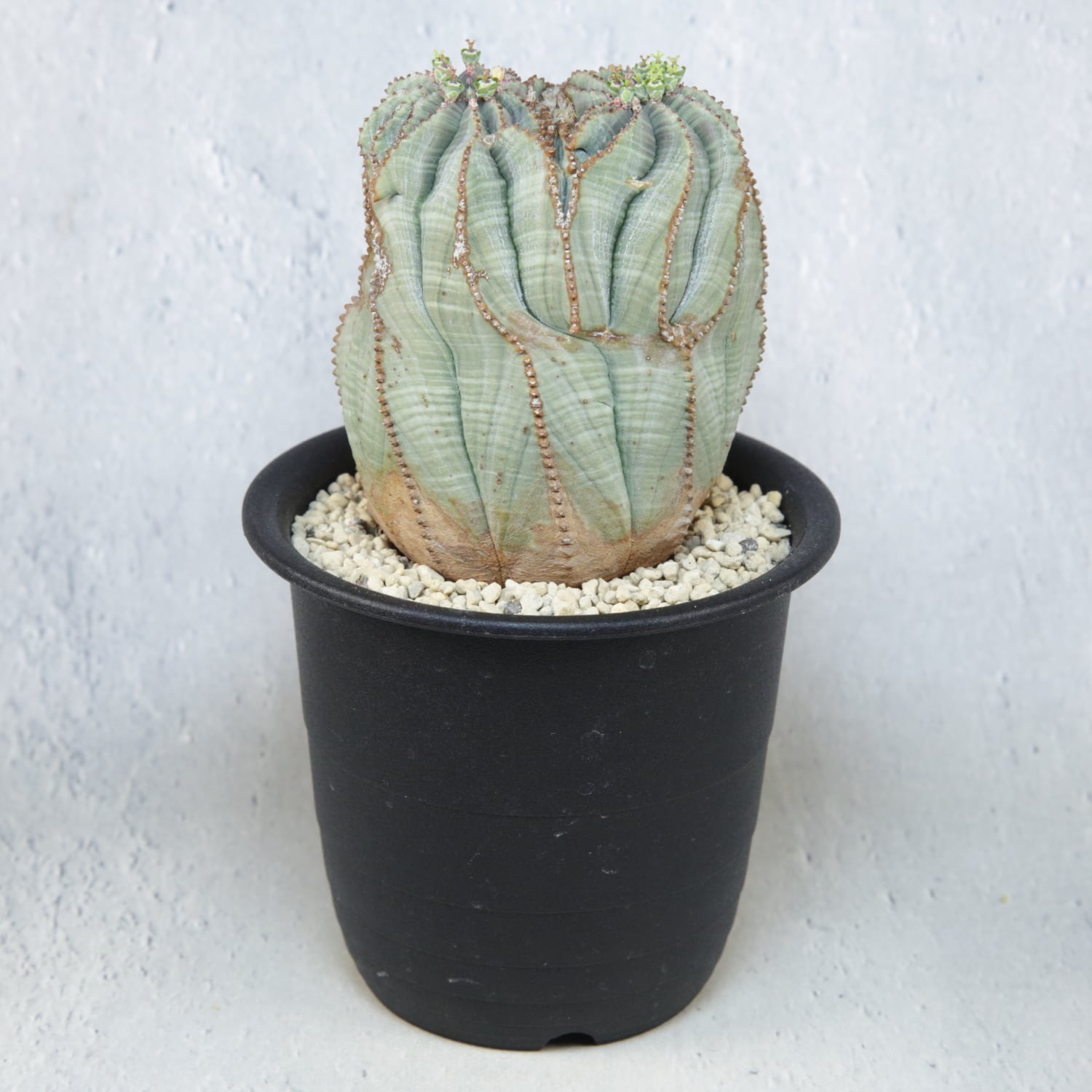 メス株【超厳選株】ダブル綴化ヘッド 捻じれ マウンテン モンスト