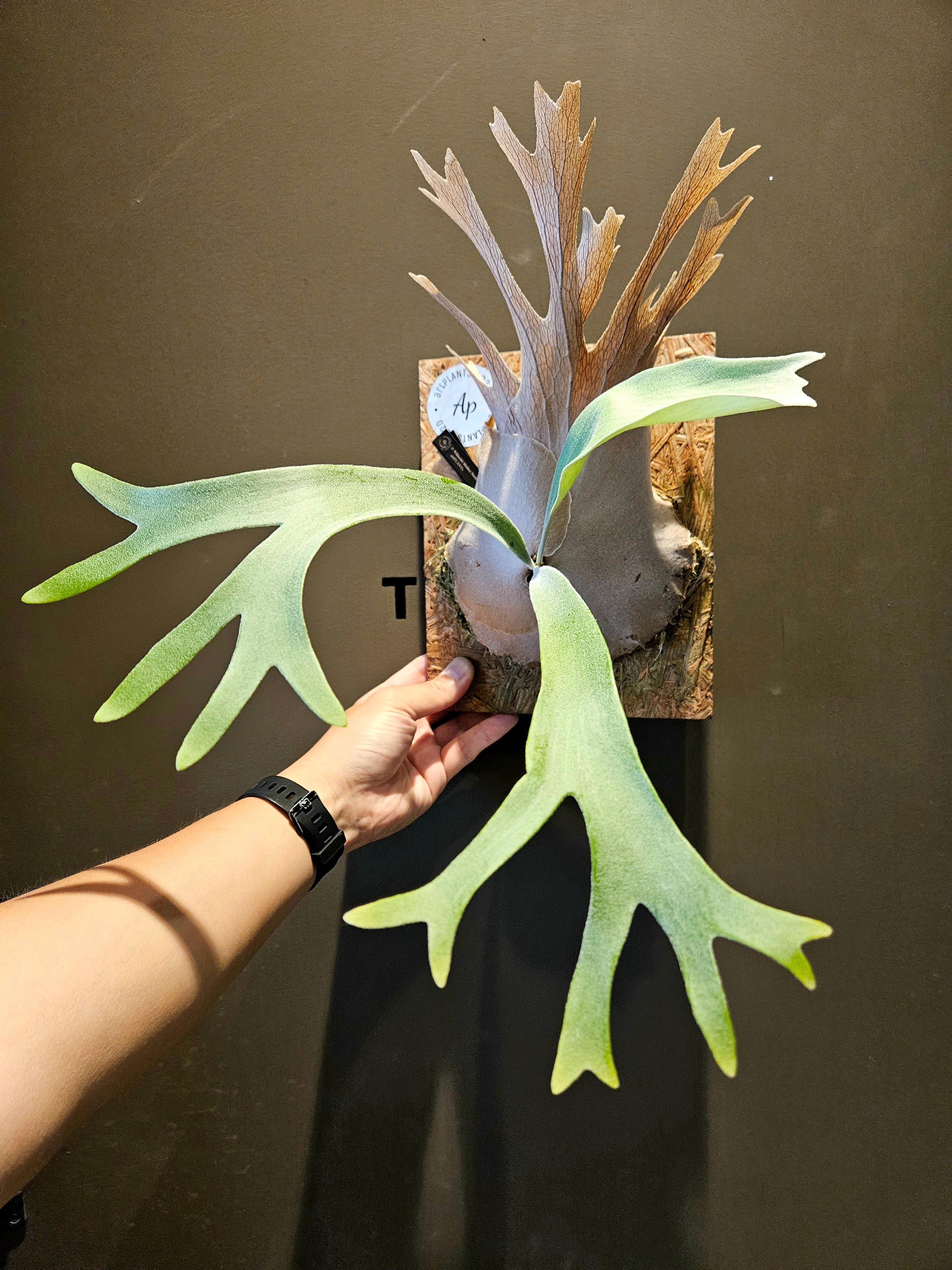 P. Willinckii Monkey North High Shield【artPLANTs】 ビカクシダ/Platycerium | artPLANTs2020 (アートプランツ) powered by BASE