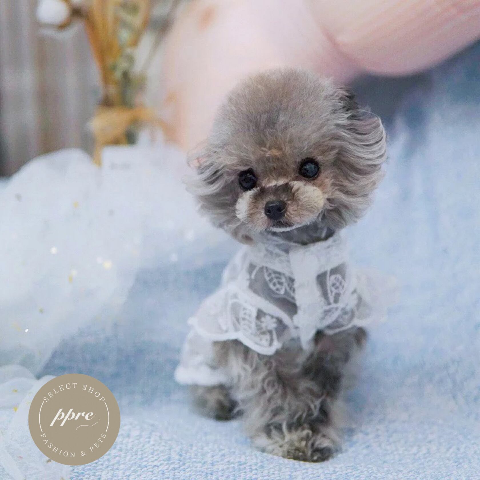 シースルー 総レース プリンセス ワンピース 予約 犬服 ドッグウェア パーティー ドレス フリル チュール 花柄 フラワー ホワイト ウエディング 結婚式 Select Shop Ppre 犬服 韓国ファッションインテリアのお店 シースルー 総レース プリンセス ワンピース 予約 犬服 ドッグウェア パーティー ドレス フリル チュール 花柄 フラワー ホワイト ウエディング 結婚式 Select Shop Ppre 犬服 韓国ファッションインテリアのお店