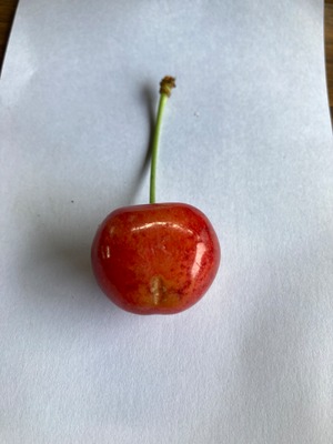 甘くて！大きい！訳あり「紅秀峰」バラ詰め1kg