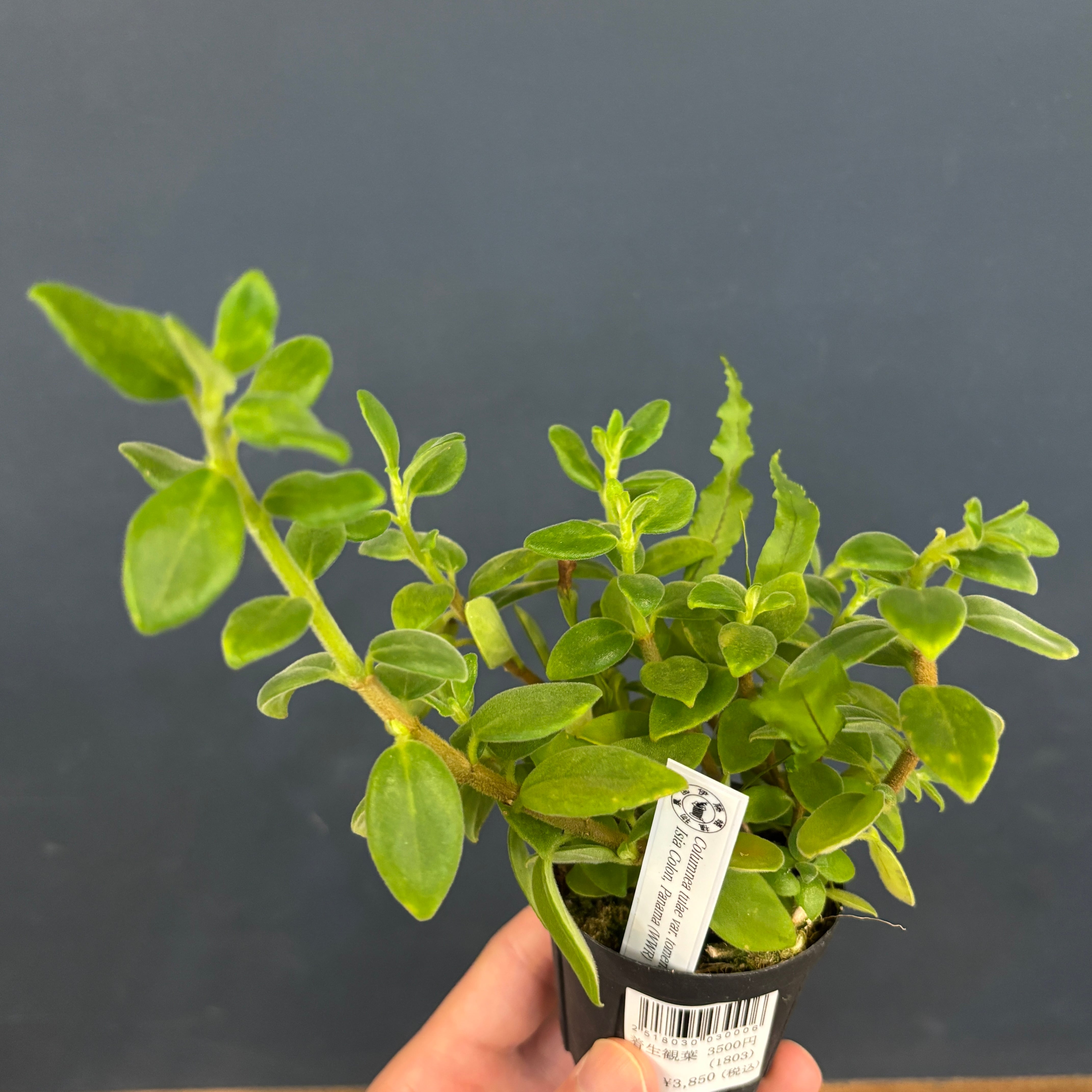 コルムネア tulae var. tomentulosa【901】 | PROTOLEAF プロトリーフ