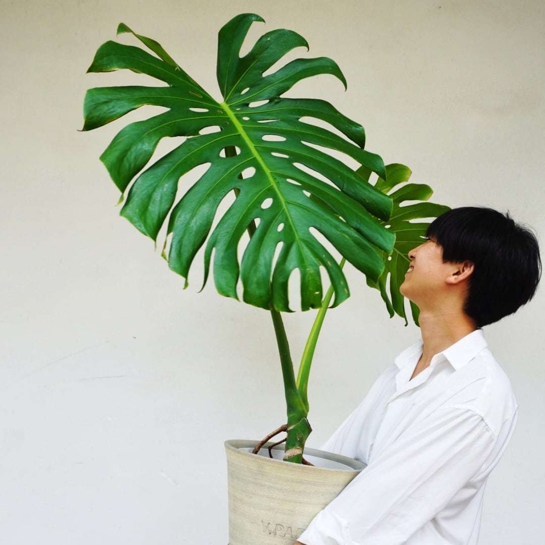 植物の価格から選ぶ | V.PARK