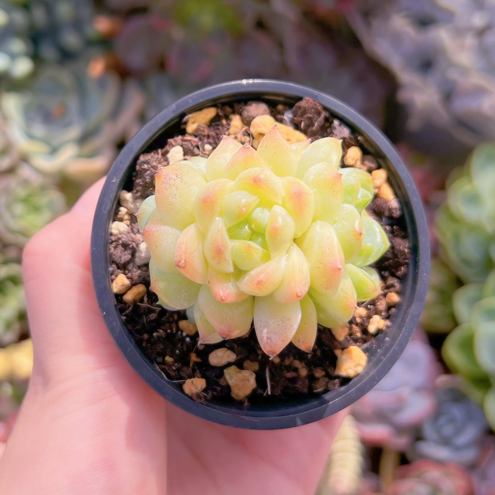 現品　桃ソーダ#B58　群生　るる農園