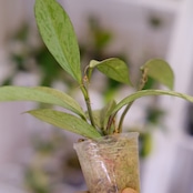 Hoya pubicaly x Pink Silver Ghost⑤ / ホヤ プビカリクス×ピンク シルバーゴースト
