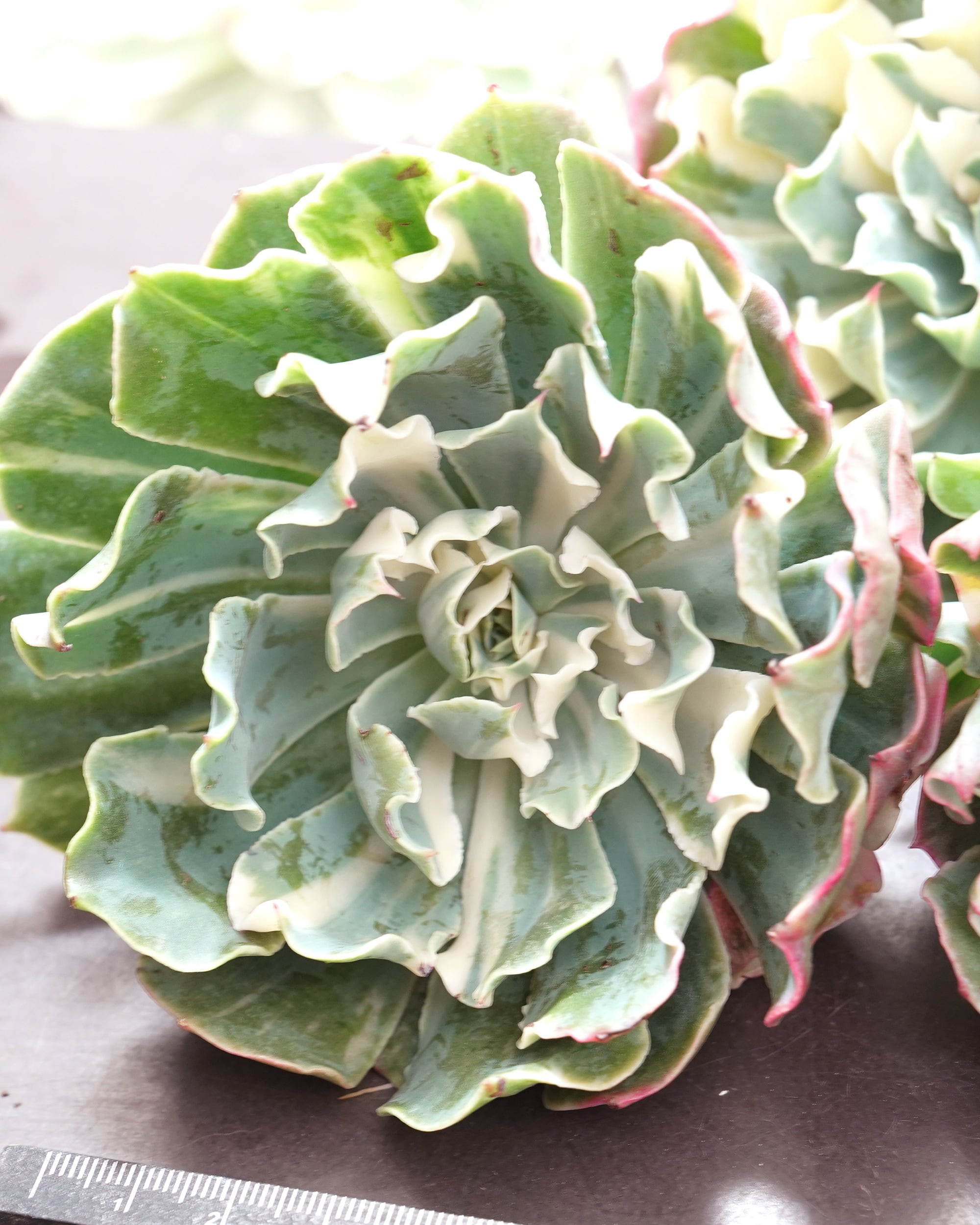 発根済カット苗 ツナミ ストライプ錦 スタンダード Echeveria 'Tsunami