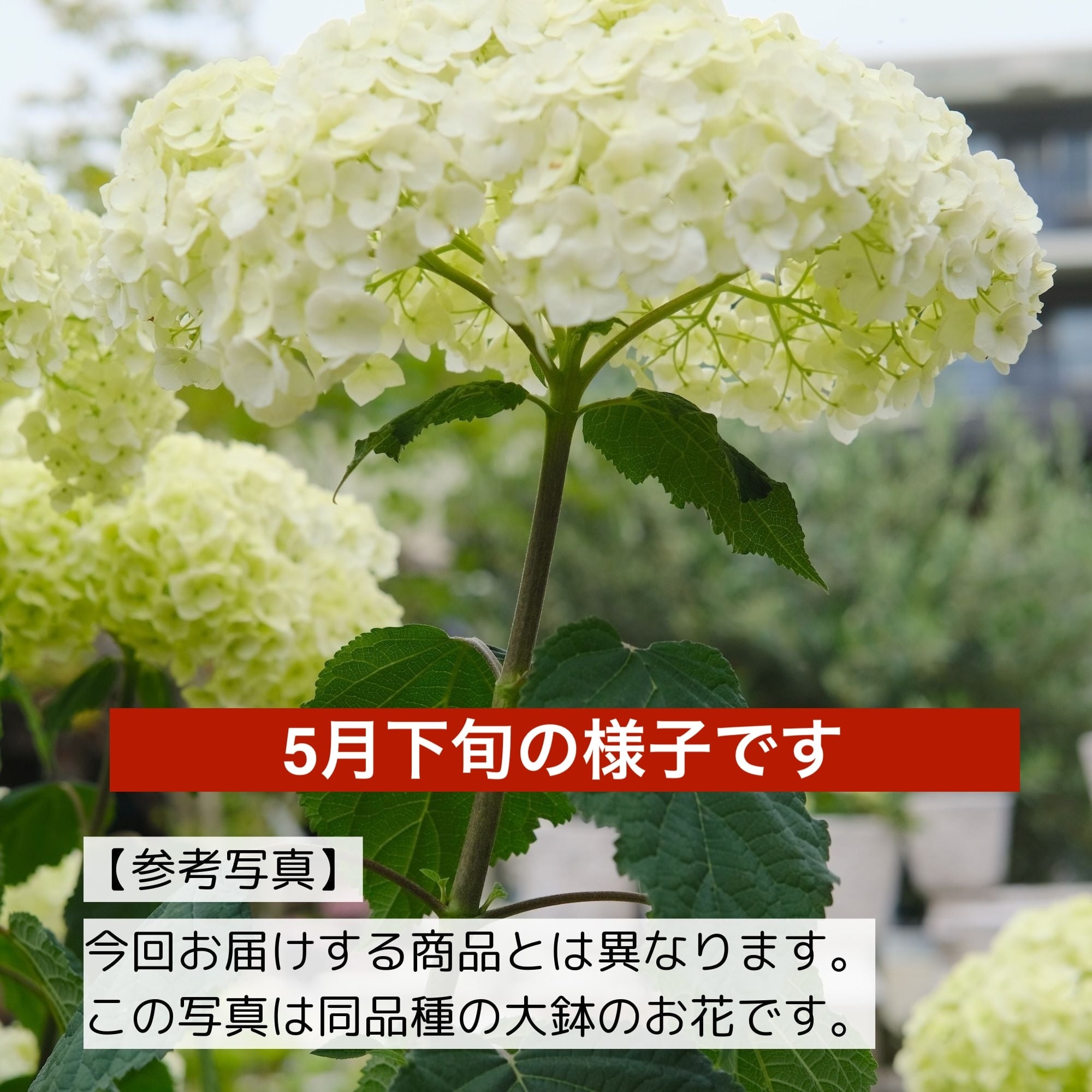 2025年新品種！アナベル《 フラワーフル 》 | グリーンギャラリー