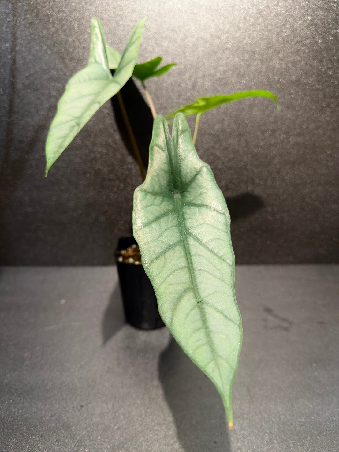 養生中 ベゴニア レア メタリカ 養生中 ベゴニア レア メタリカ 養生中