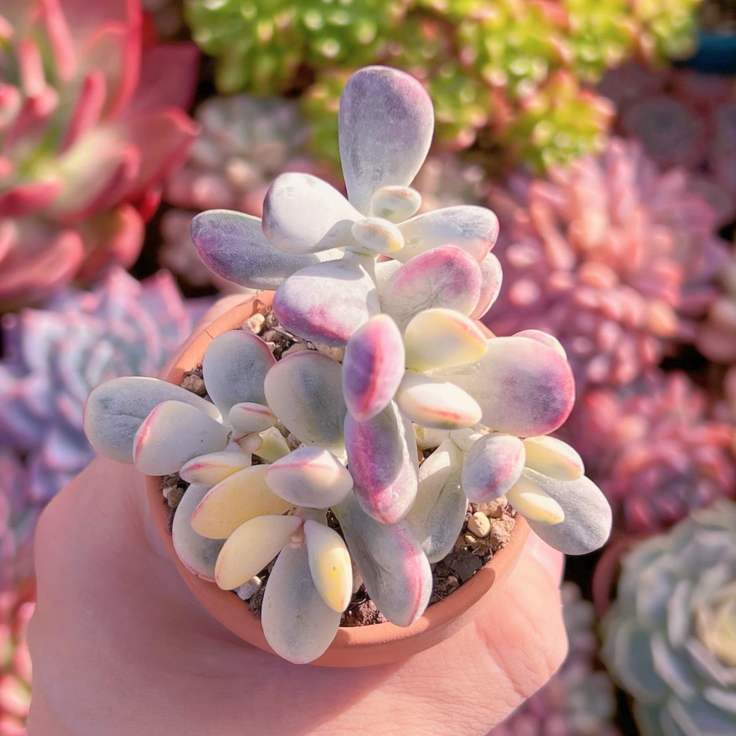 達磨ピンクシフォン錦