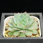 セクンダ　シチュ（選抜）03