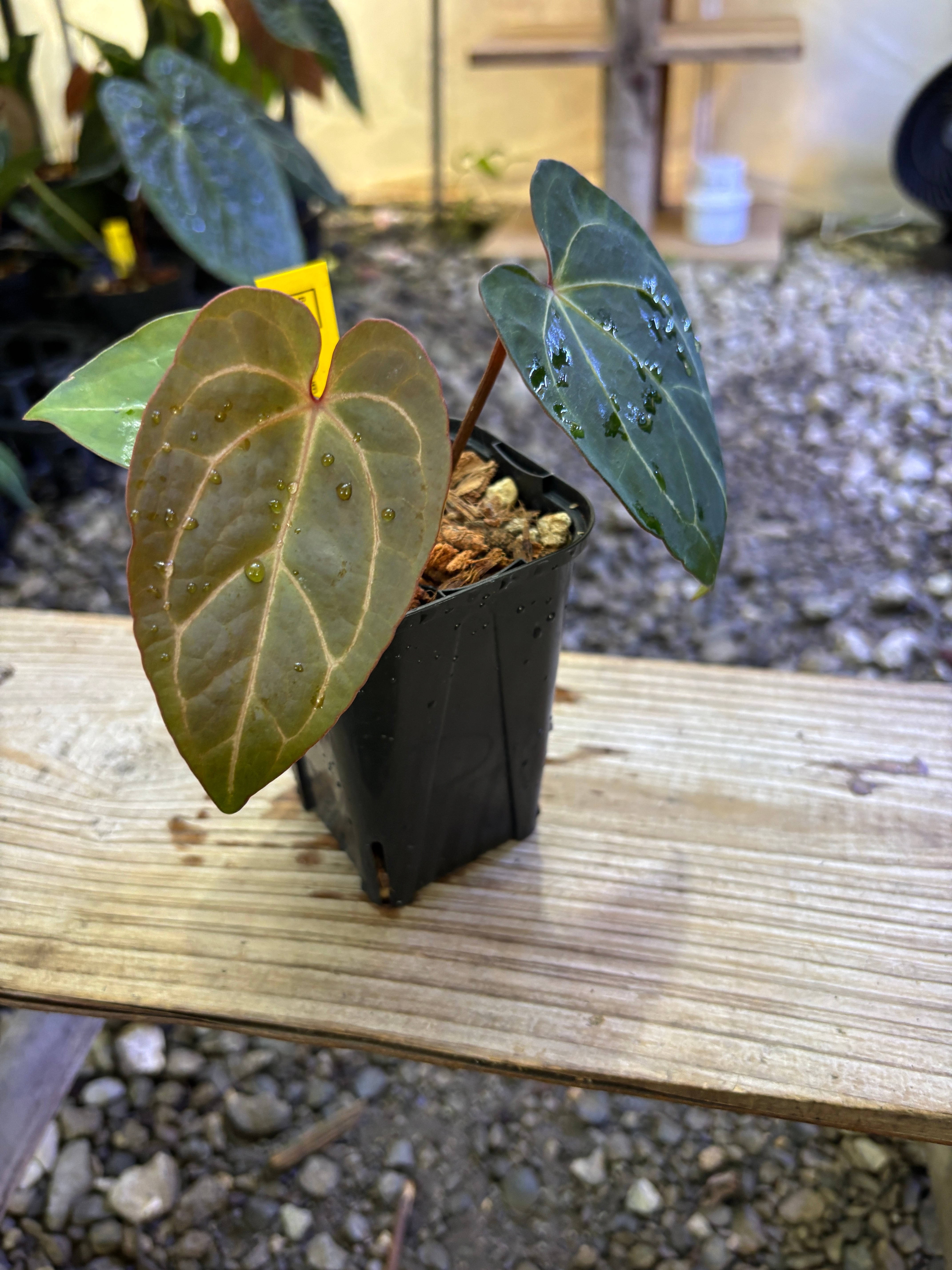 Anthurium | BA PLants