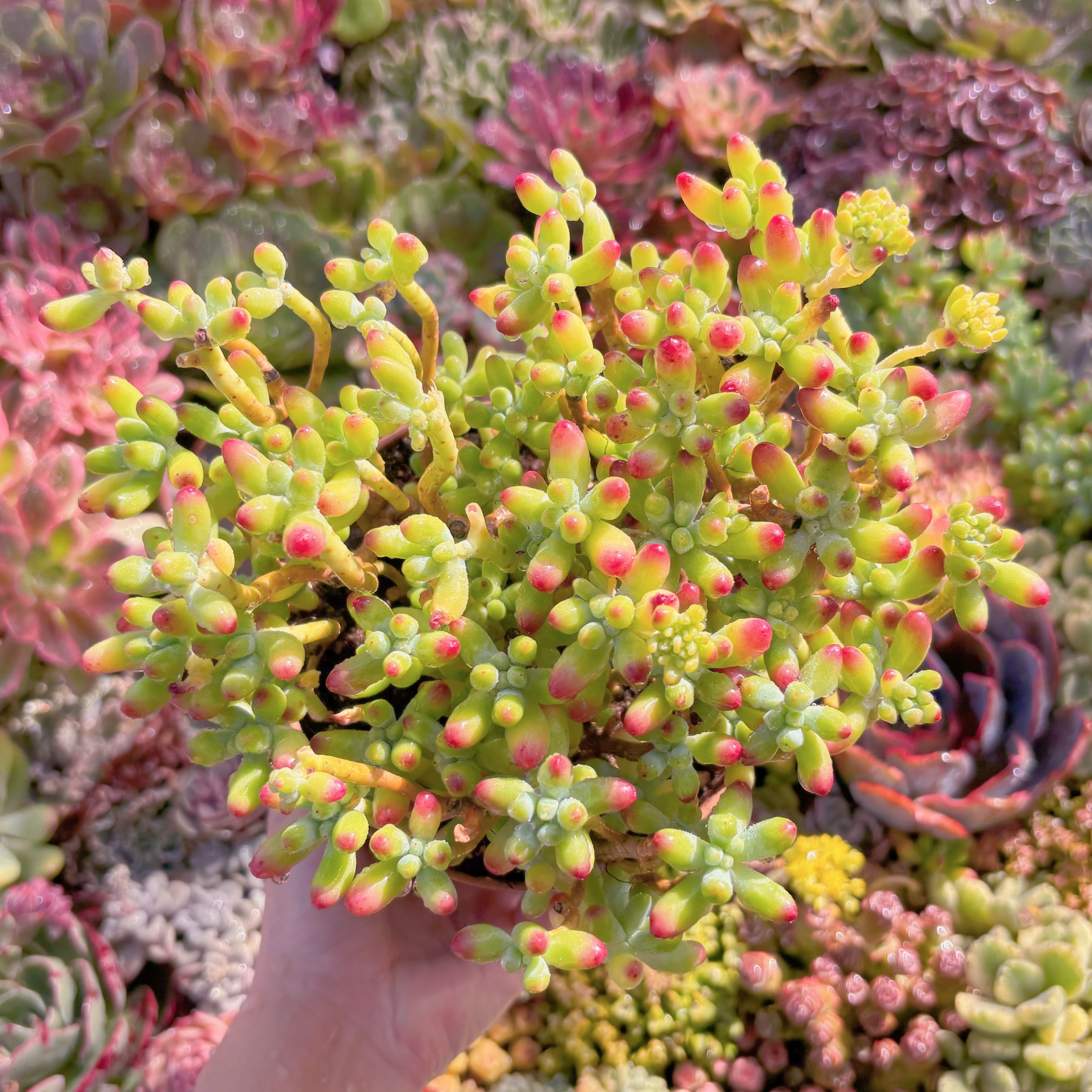 現品　ベリー果#M026　るる農園