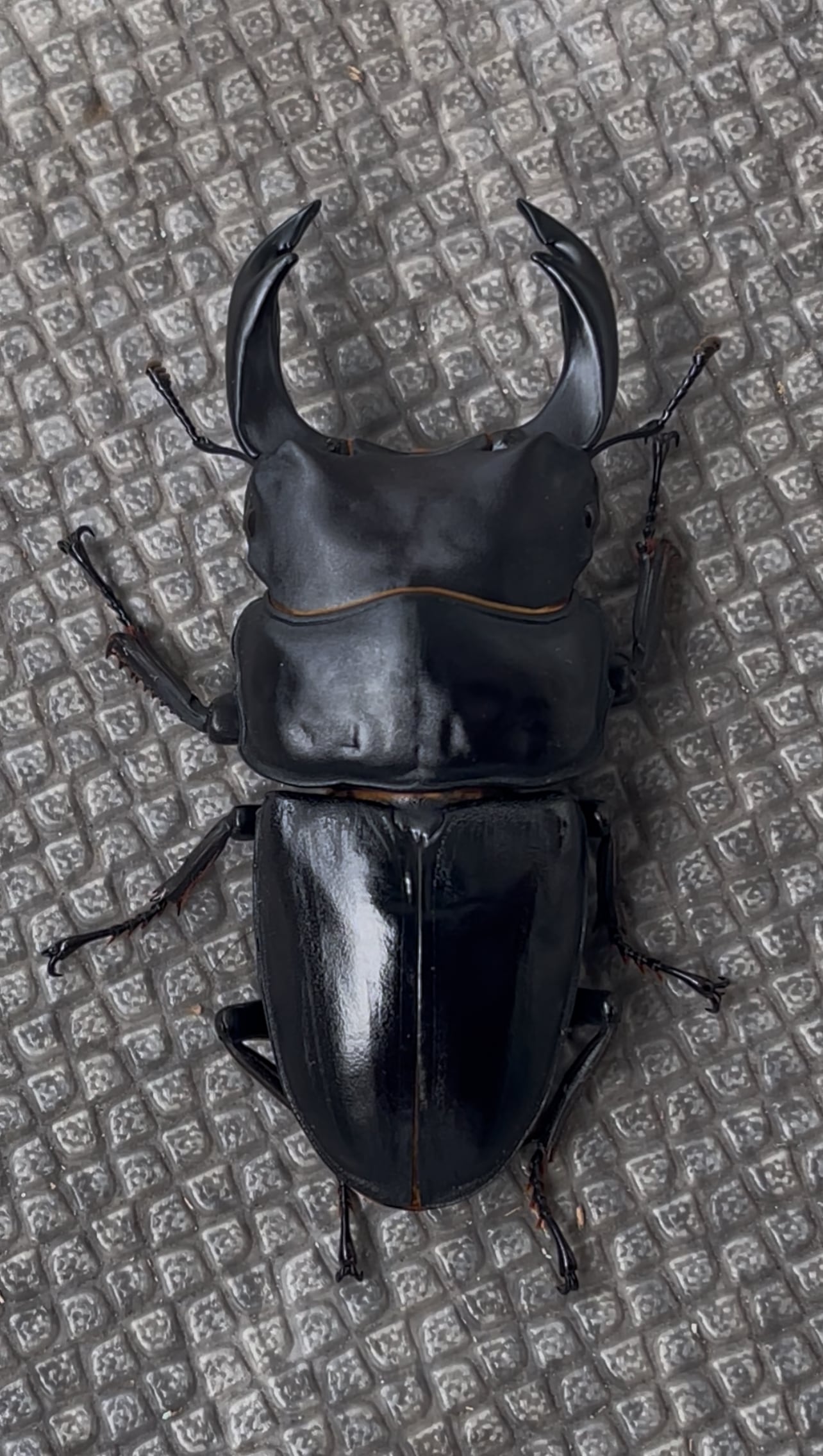 ☆能勢SR血統 即ブリ♂84.5mm ♀56.5mm特大ペア☆ 能勢