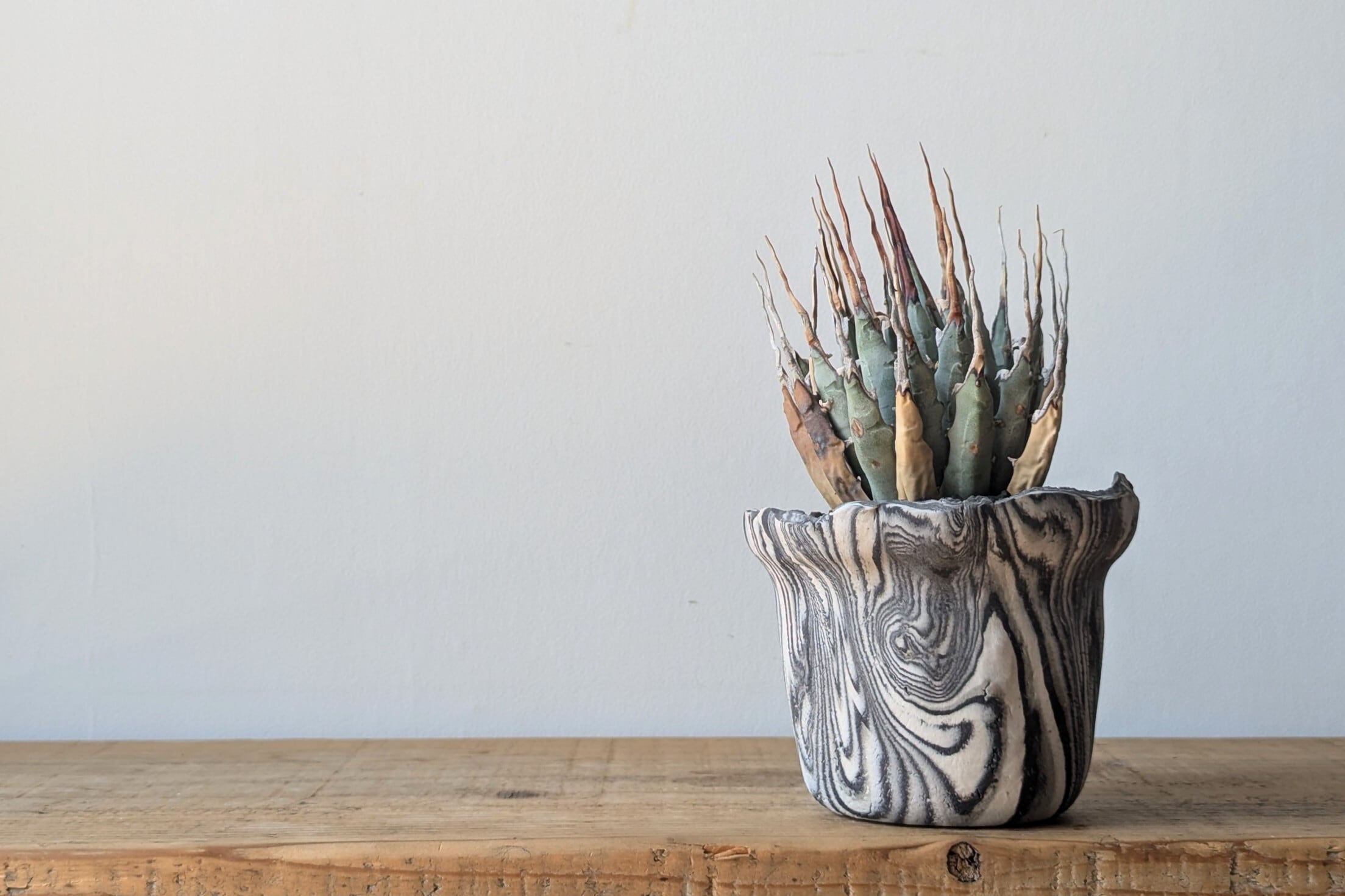 Ramat Planter #260× アガベ チタノタ シーザー アガベ シーザー