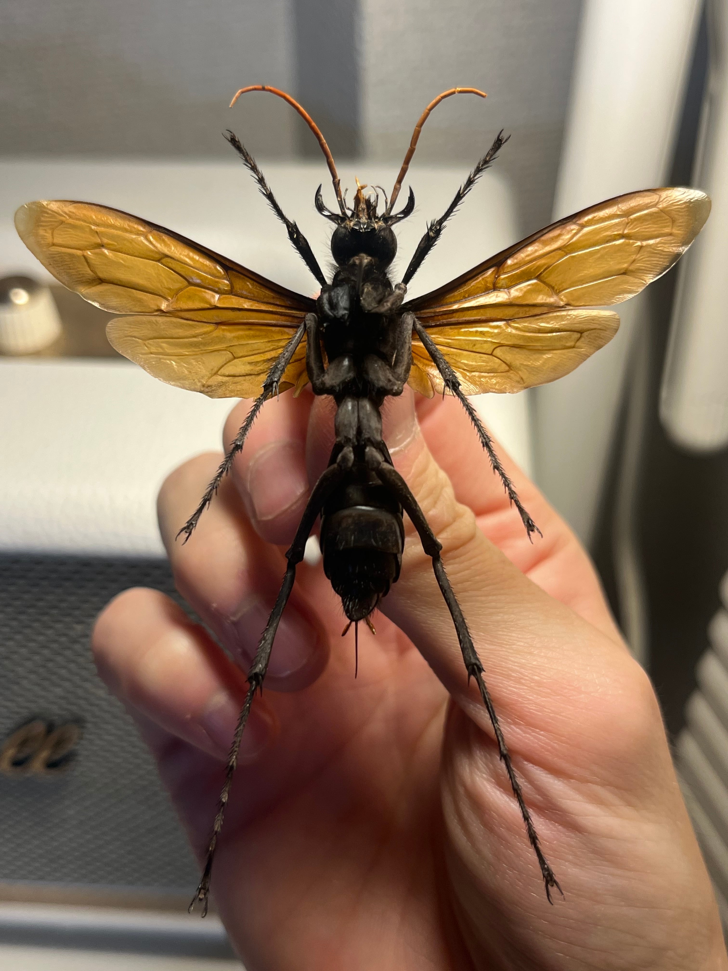 50mm程】タランチュラホーク バードイータームカデサソリクモハチ蜂