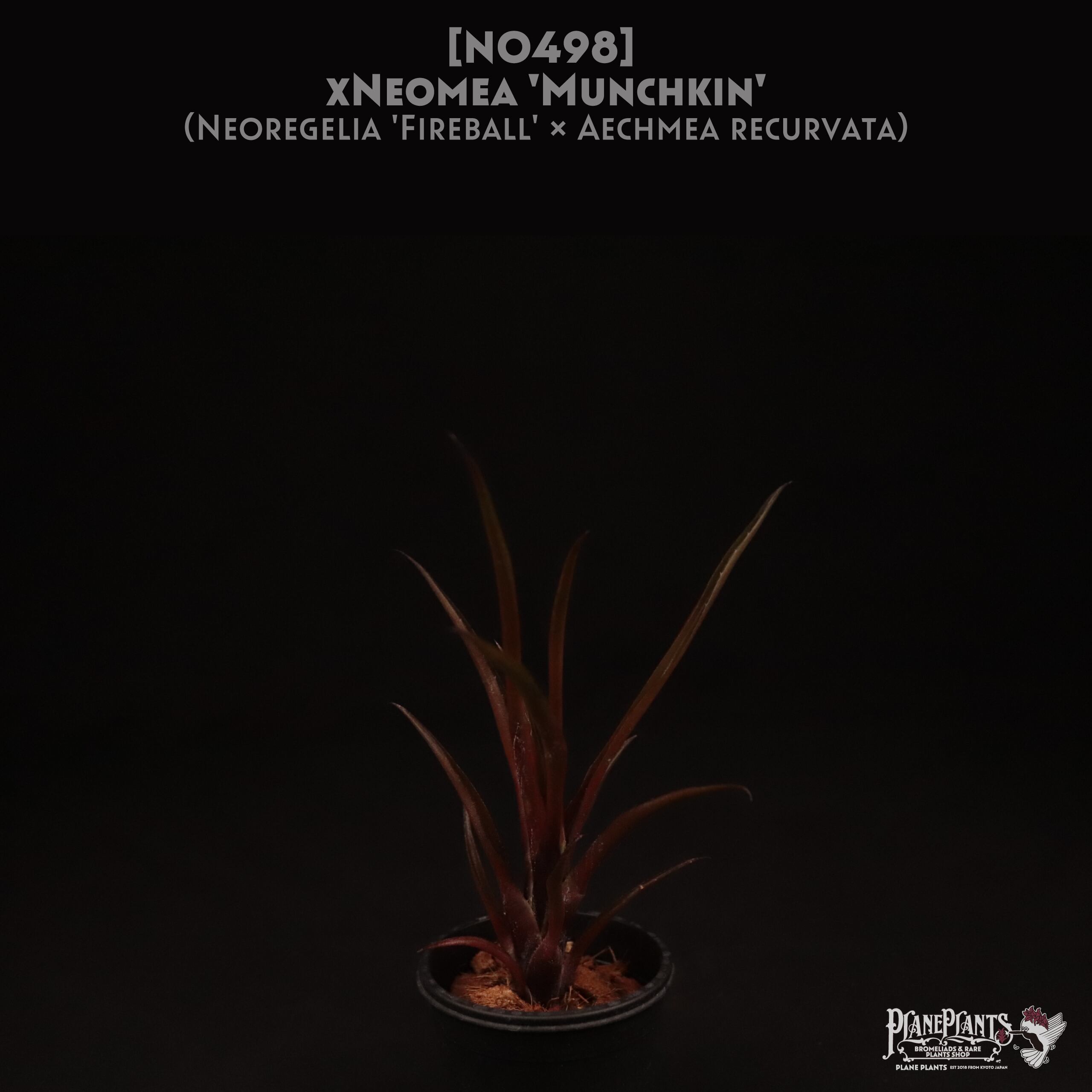 【送料無料】xNeomea 'Munchkin'〔ネオメア〕現品発送N0498