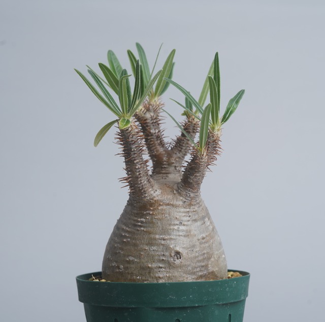 パキポディウム グラキリス no.14 〈発根済み〉