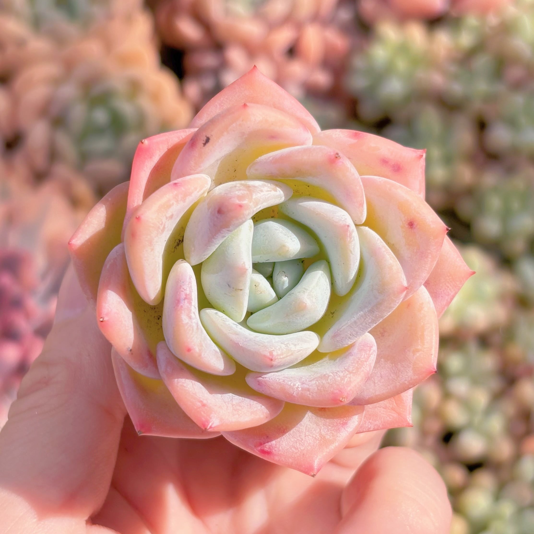 多肉植物　スターフルーツ　新入荷　るる農園